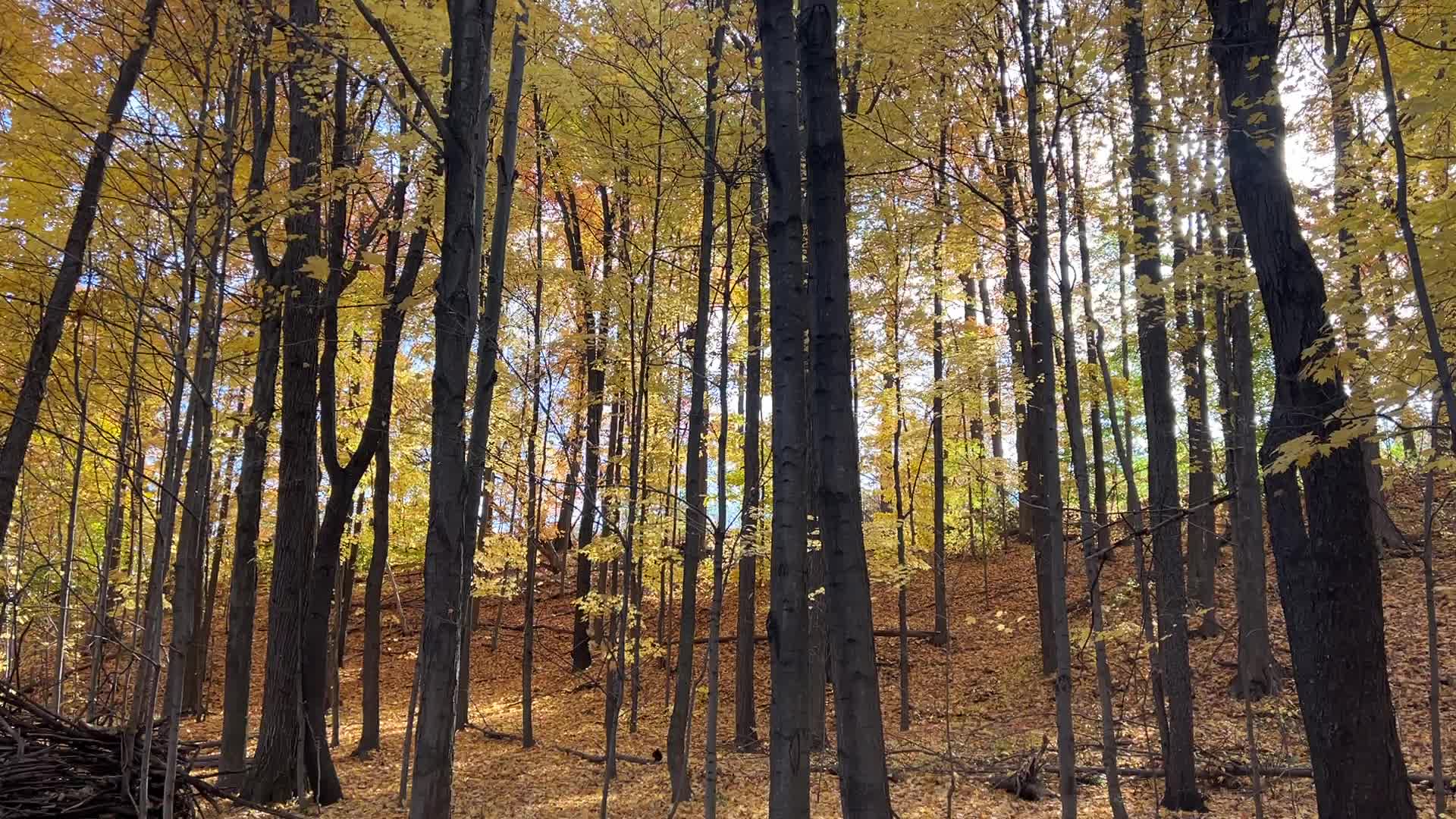 Forest during the Autumn season