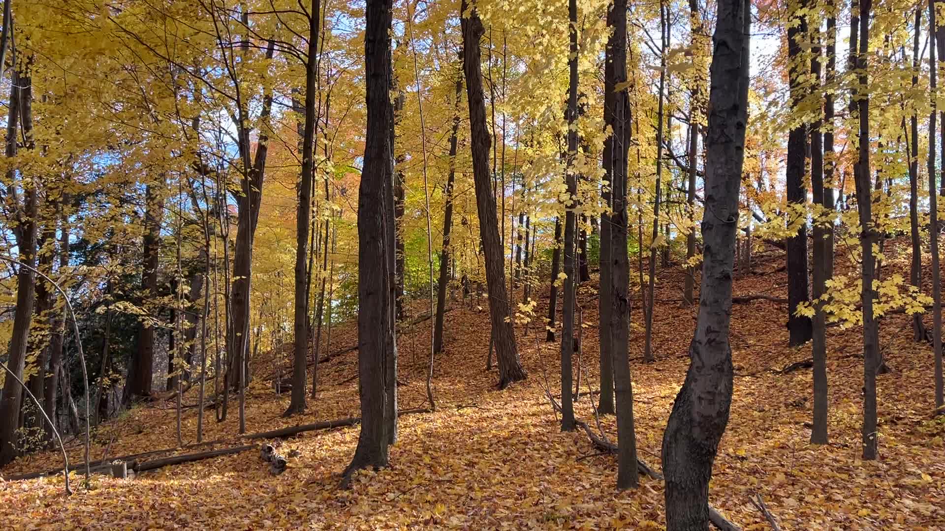 Forest during the Autumn season