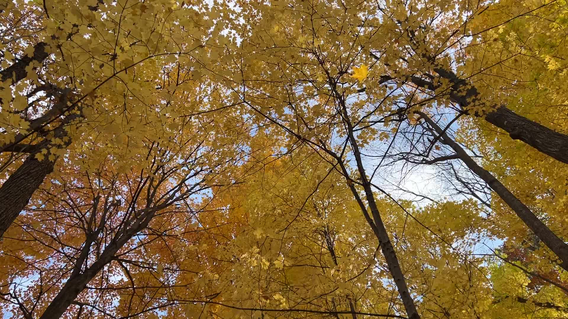 Forest during the Autumn season