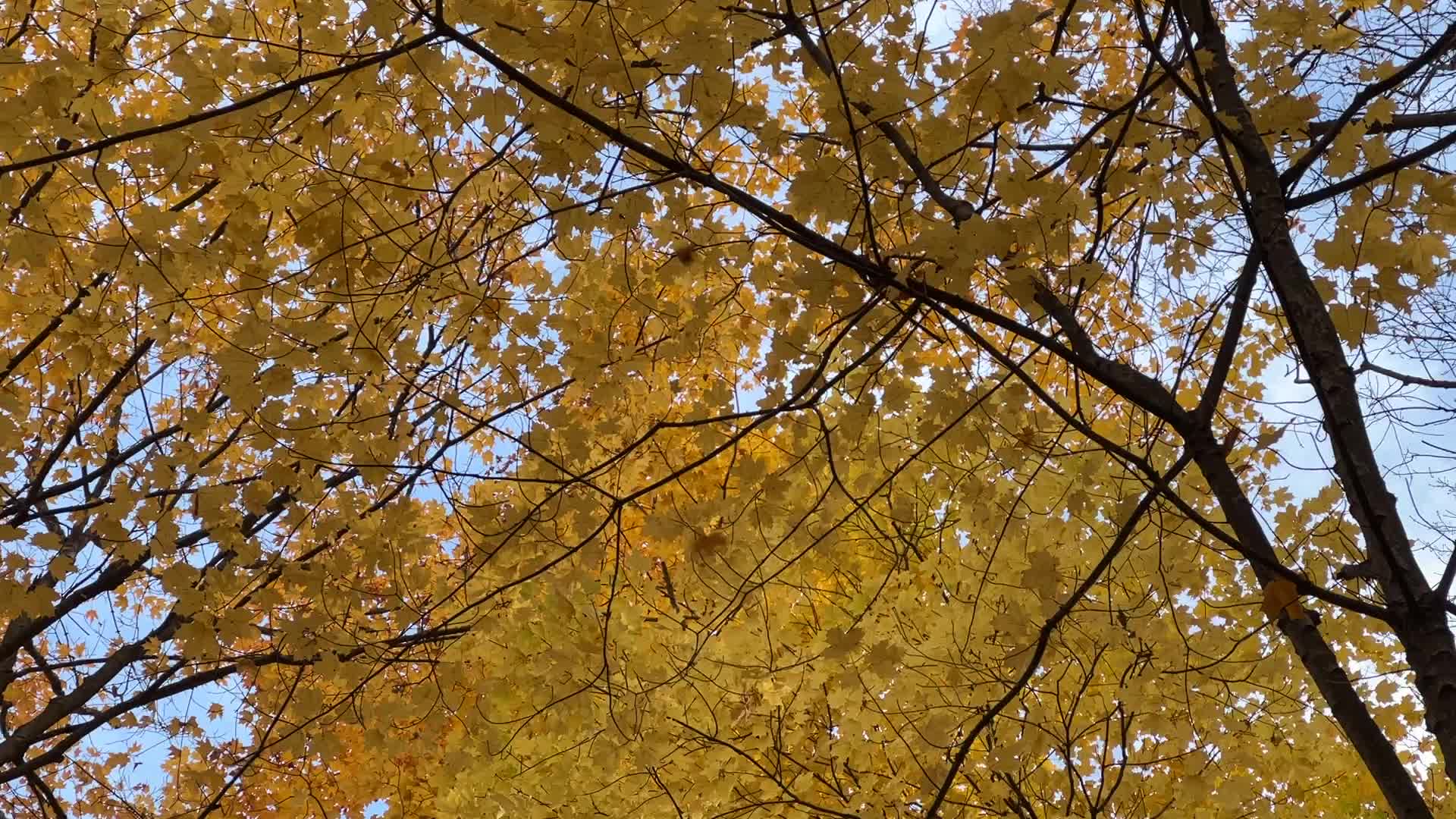 Forest during the Autumn season