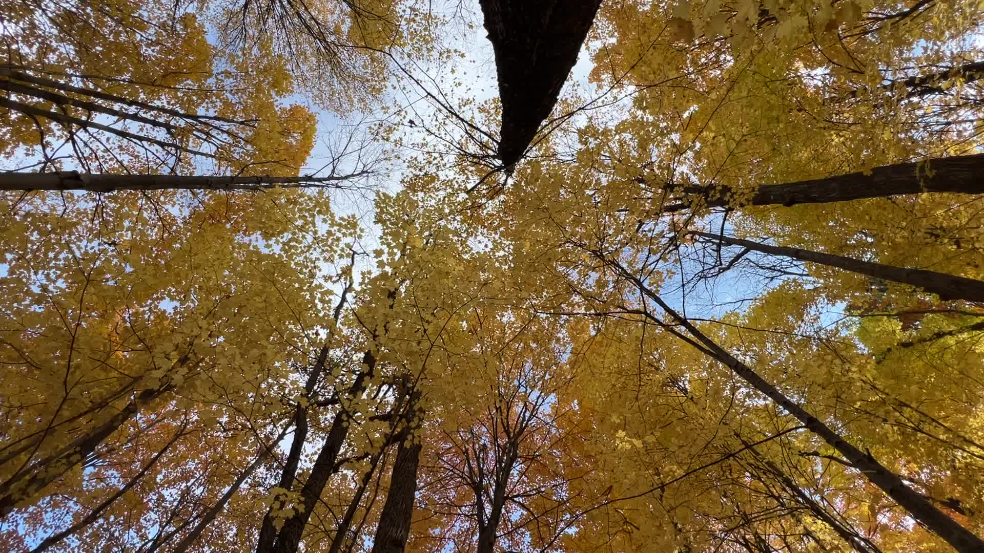 Forest during the Autumn season