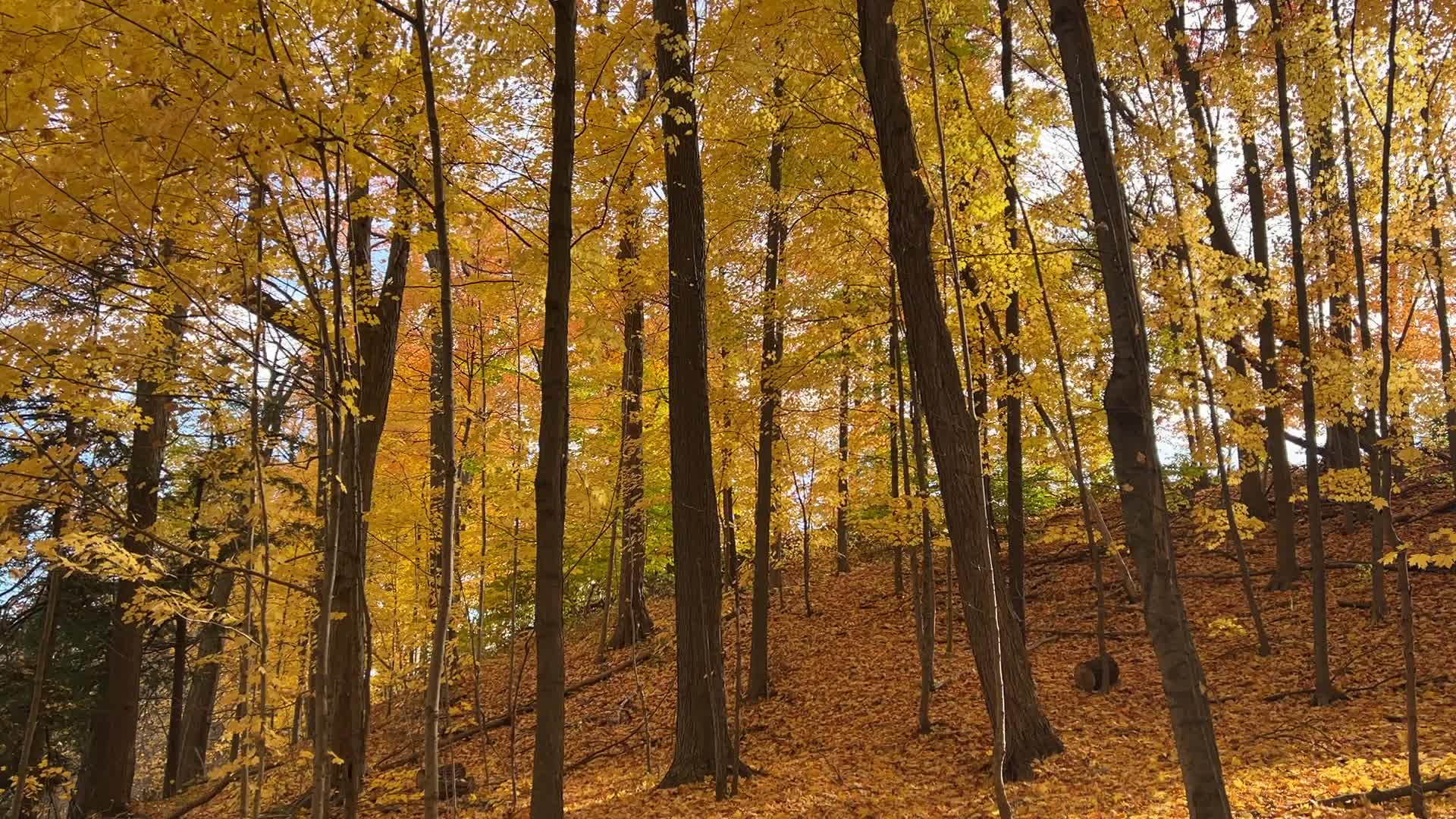 Forest during the Autumn season