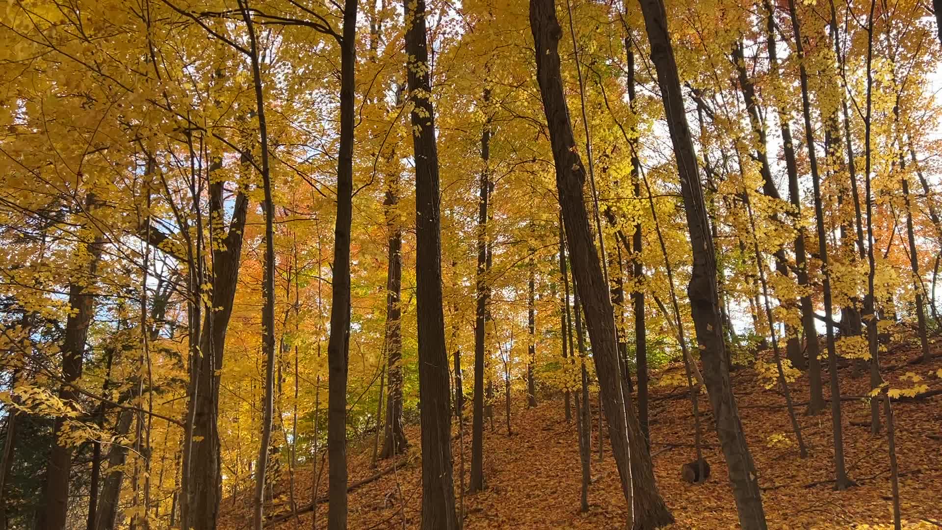 Forest during the Autumn season