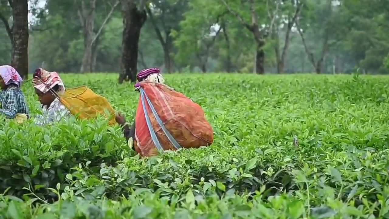 Tea harvest in India