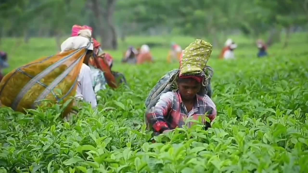 Tea harvest in India