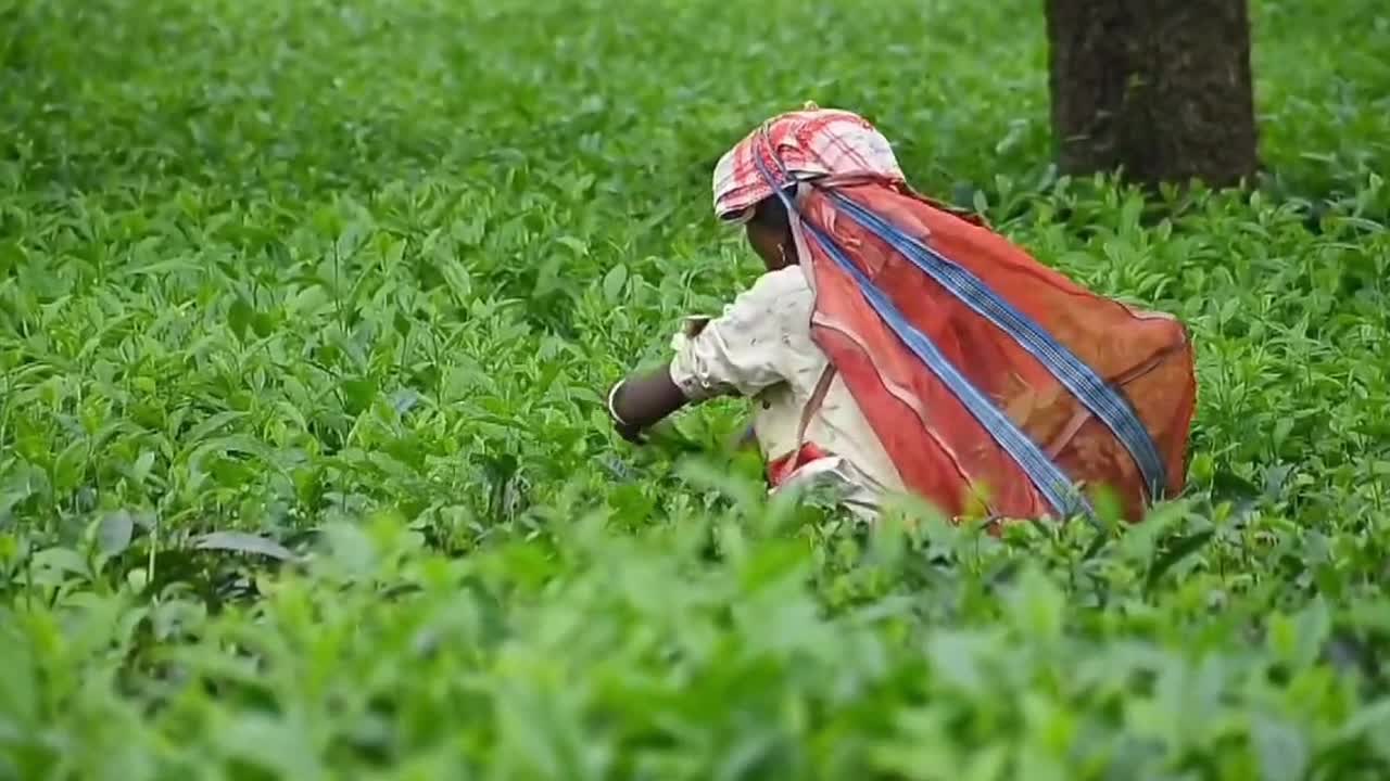 Tea harvest in India