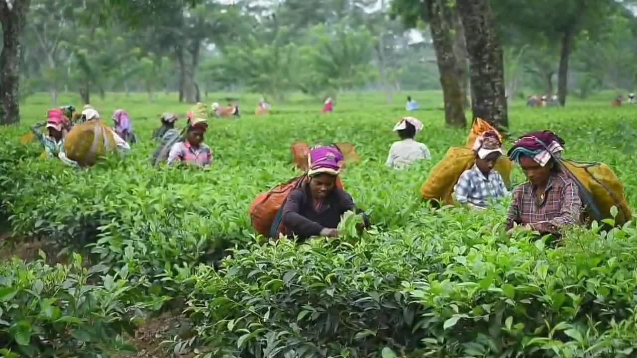 Tea harvest in India