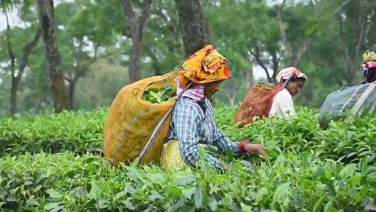 Tea harvest in India