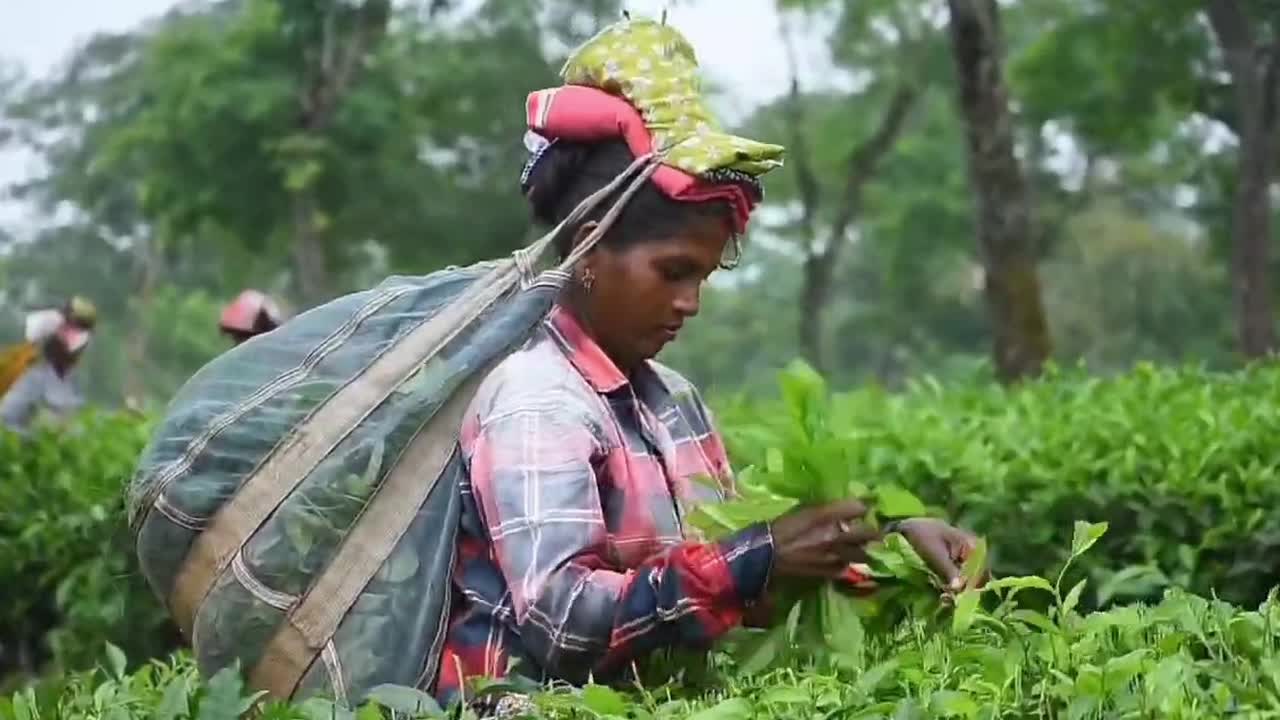 Tea harvest in India