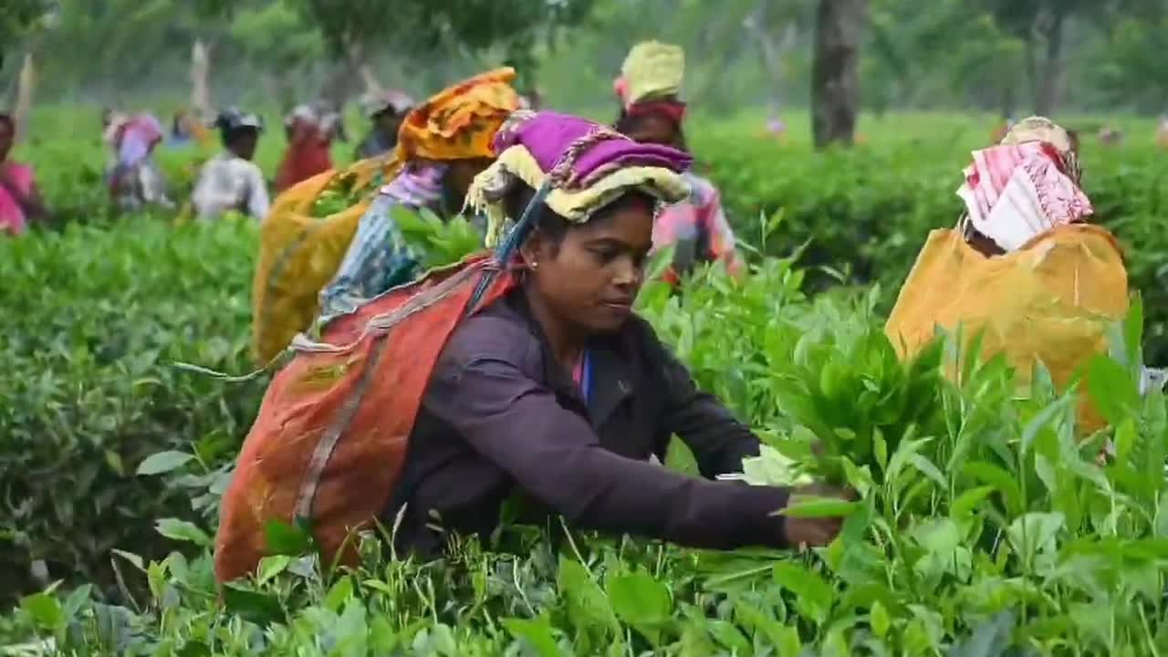 Tea harvest in India