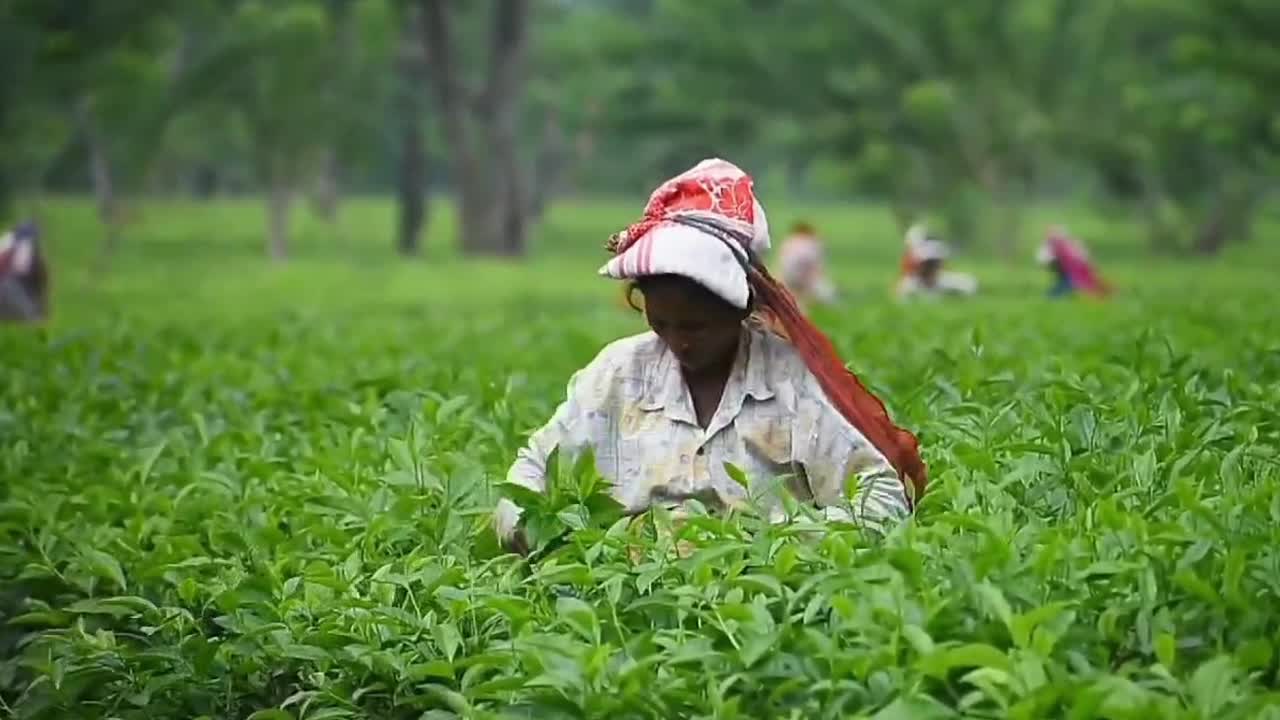 Tea harvest in India