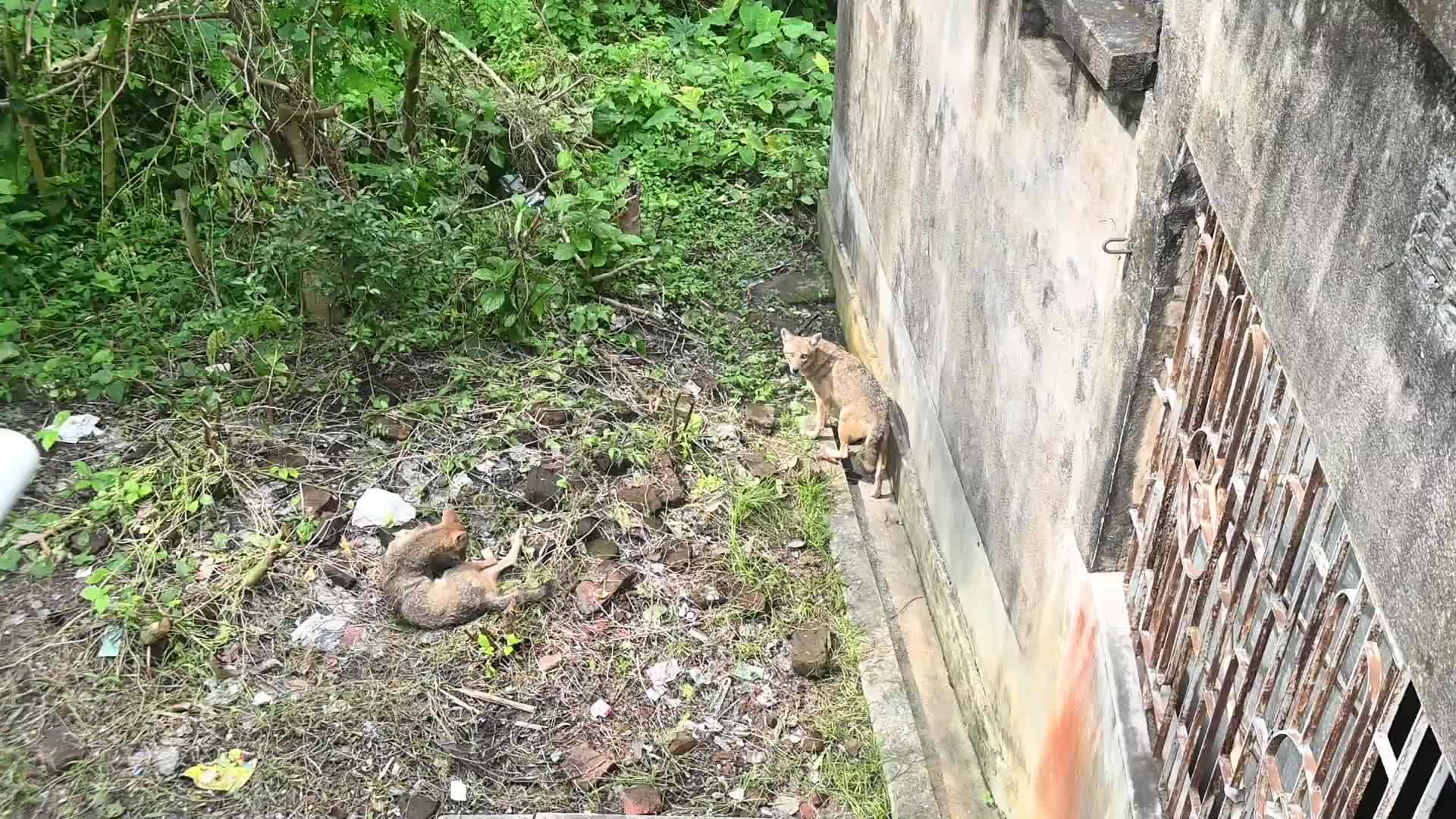 Canis aureus in India - Golden Jackal
