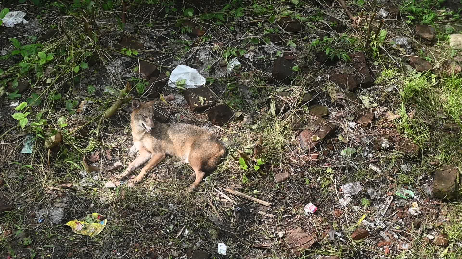 Canis aureus in India - Golden Jackal

