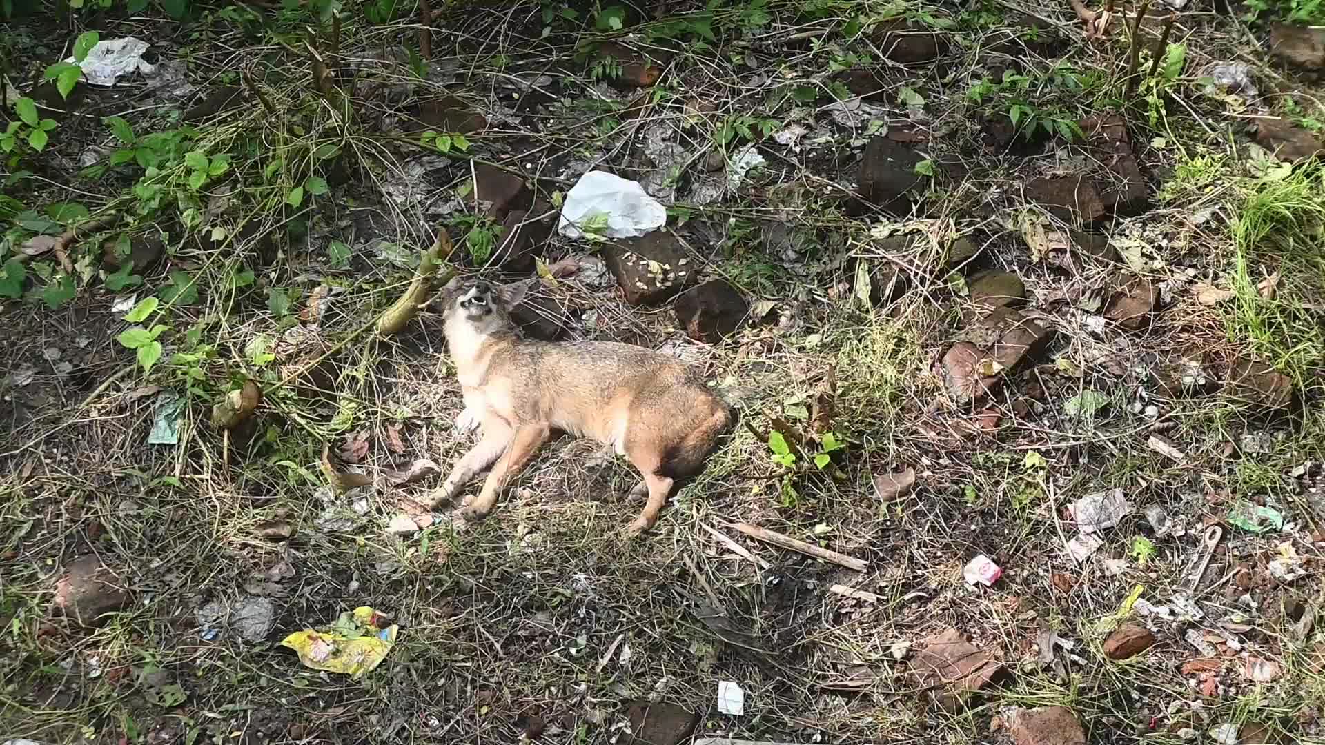 Canis aureus in India - Golden Jackal
