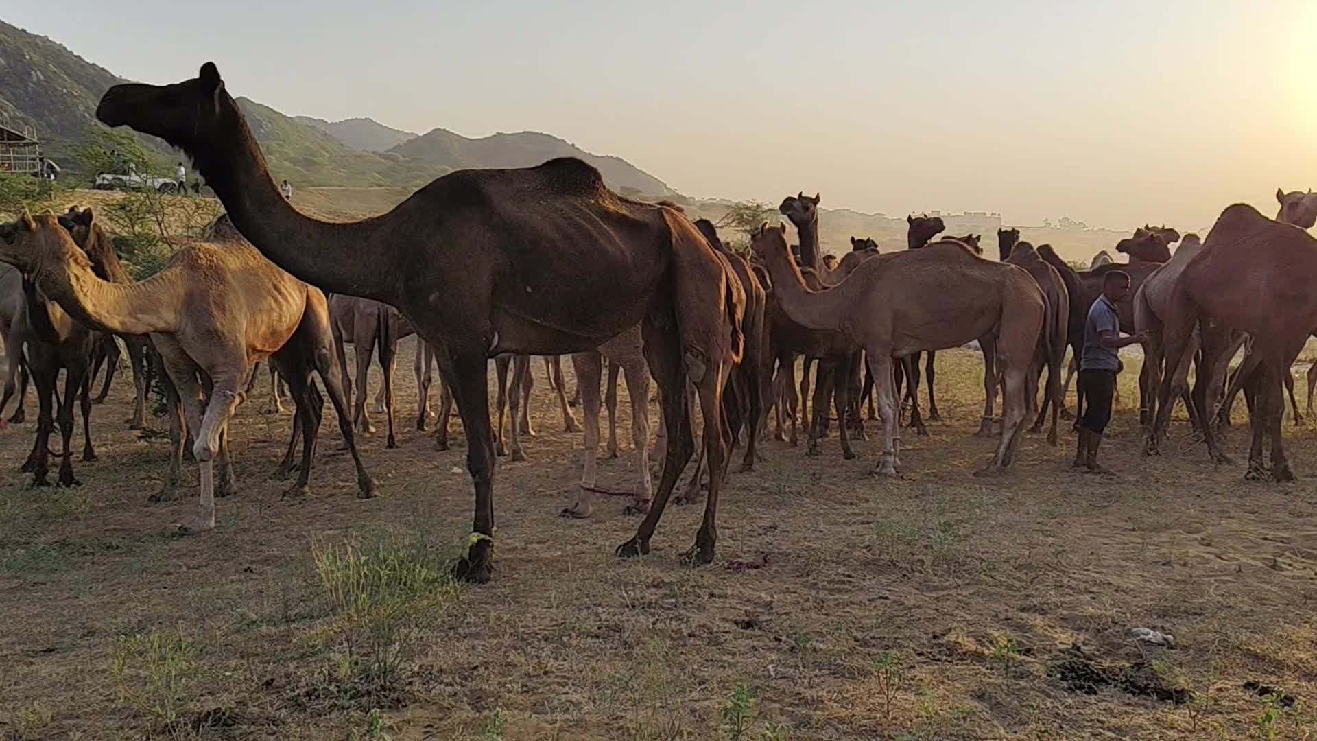 Pushkar Camel Fair in Pushkar