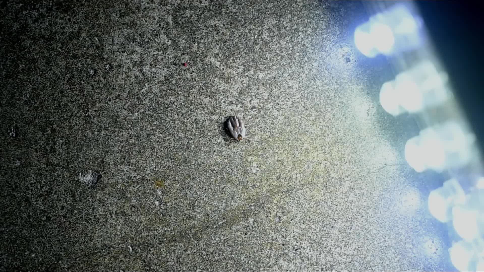 Tick - parasitic - Animal