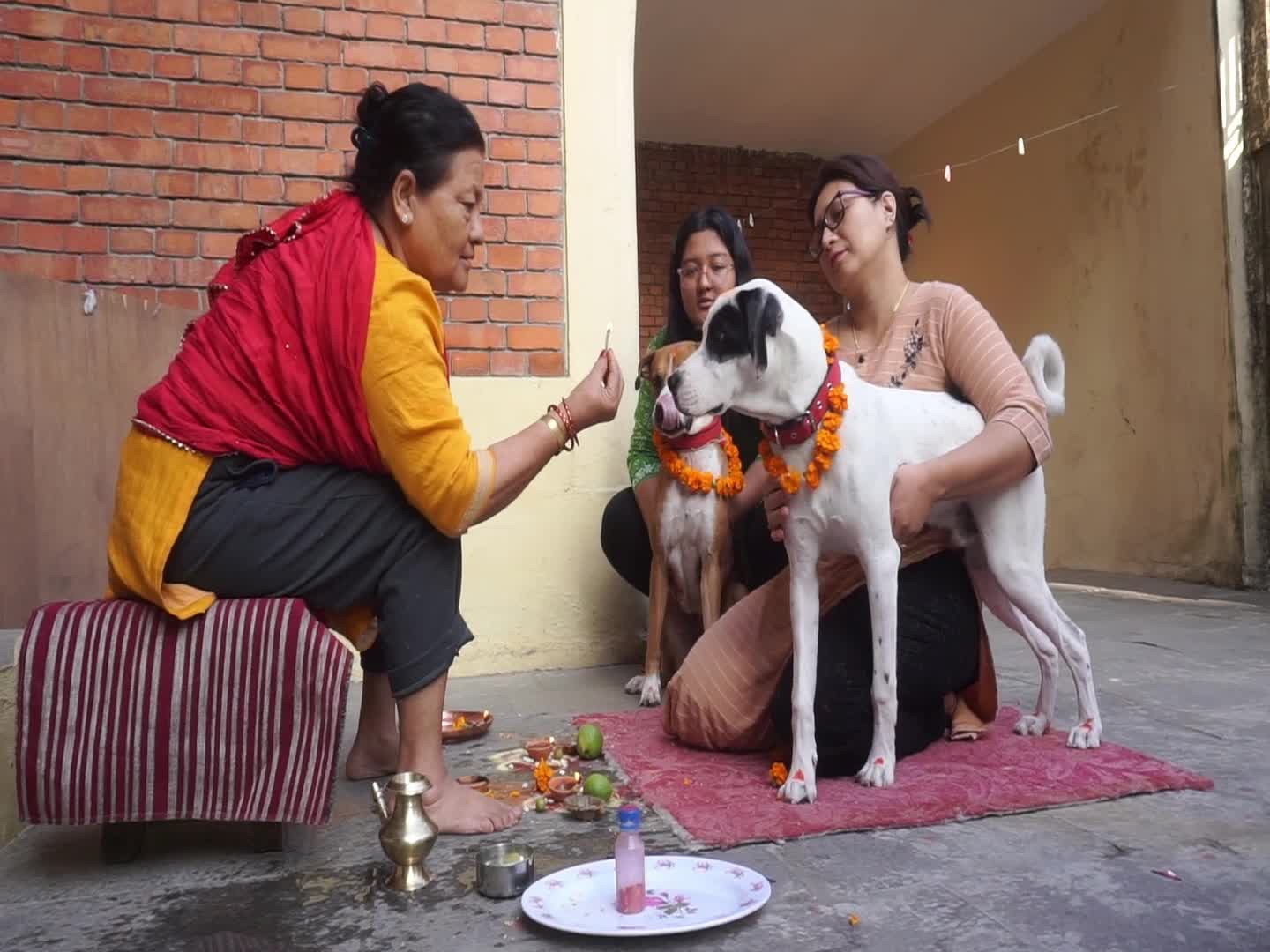 Celebrating Dog worship day or Kukur Tihar In Nepal