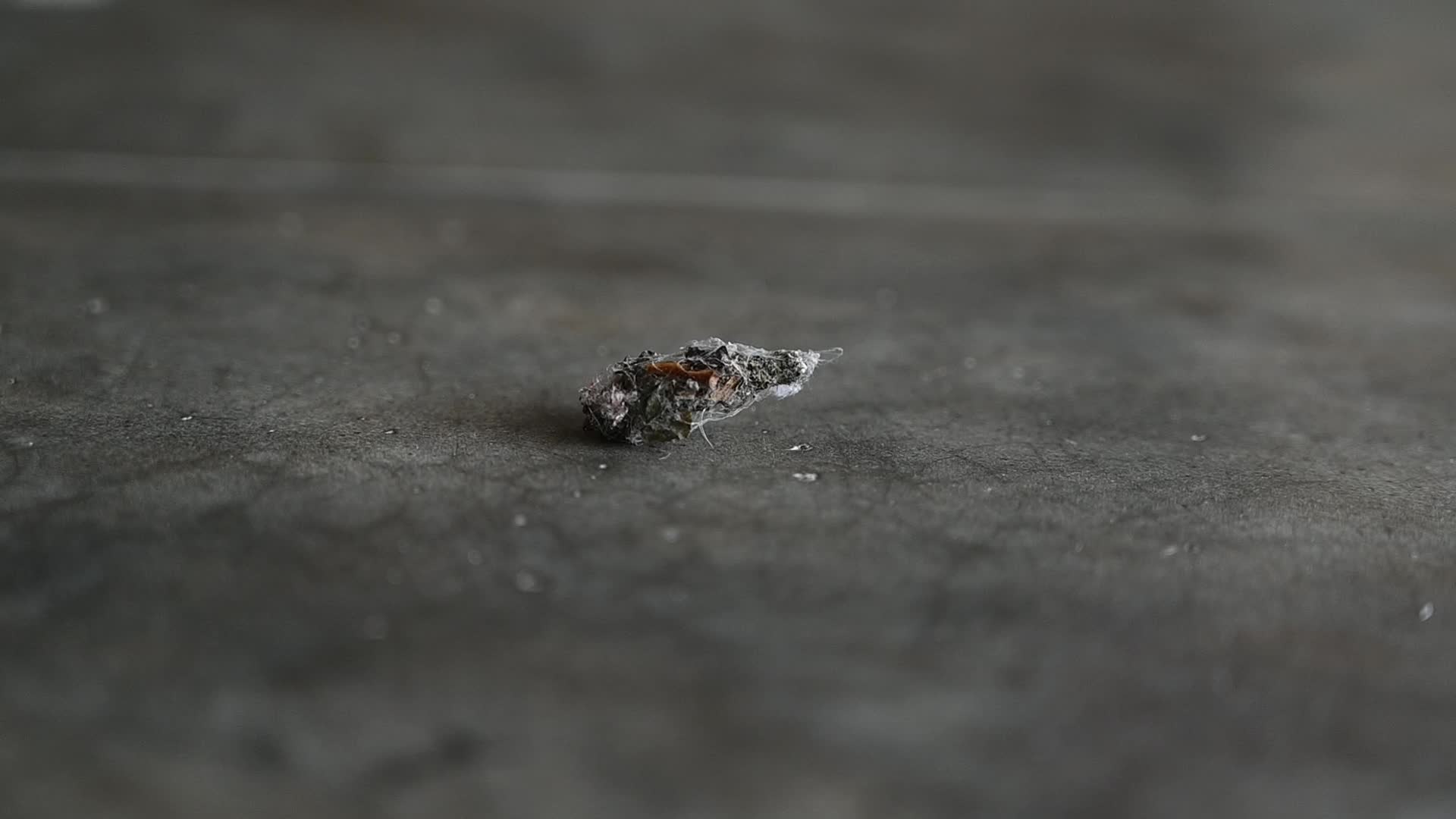  Bagworm moth larva - Psychidae - Bagworms - Bagmoths 