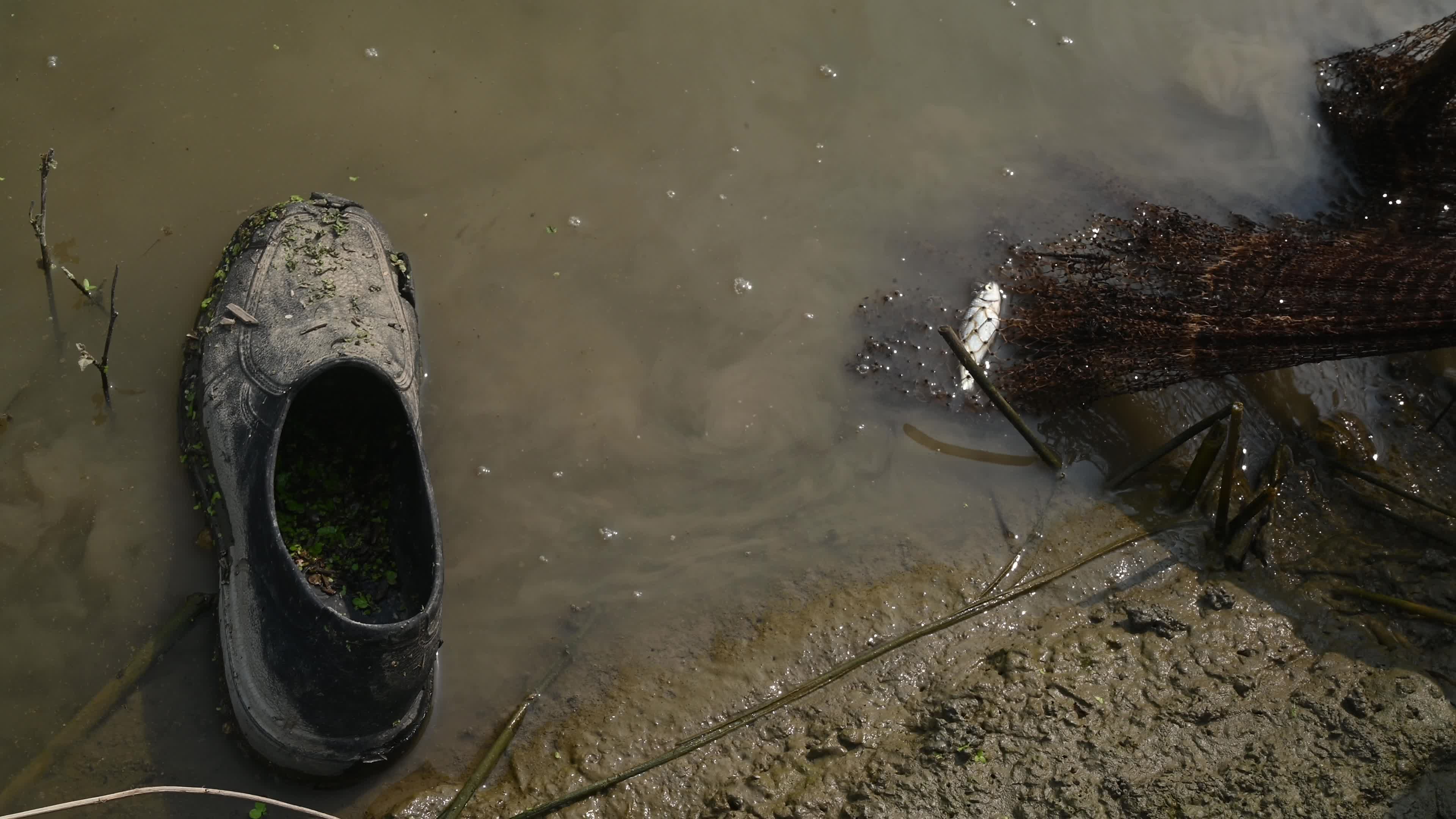 Fish in the Jalangi River has decreased due to pollution 