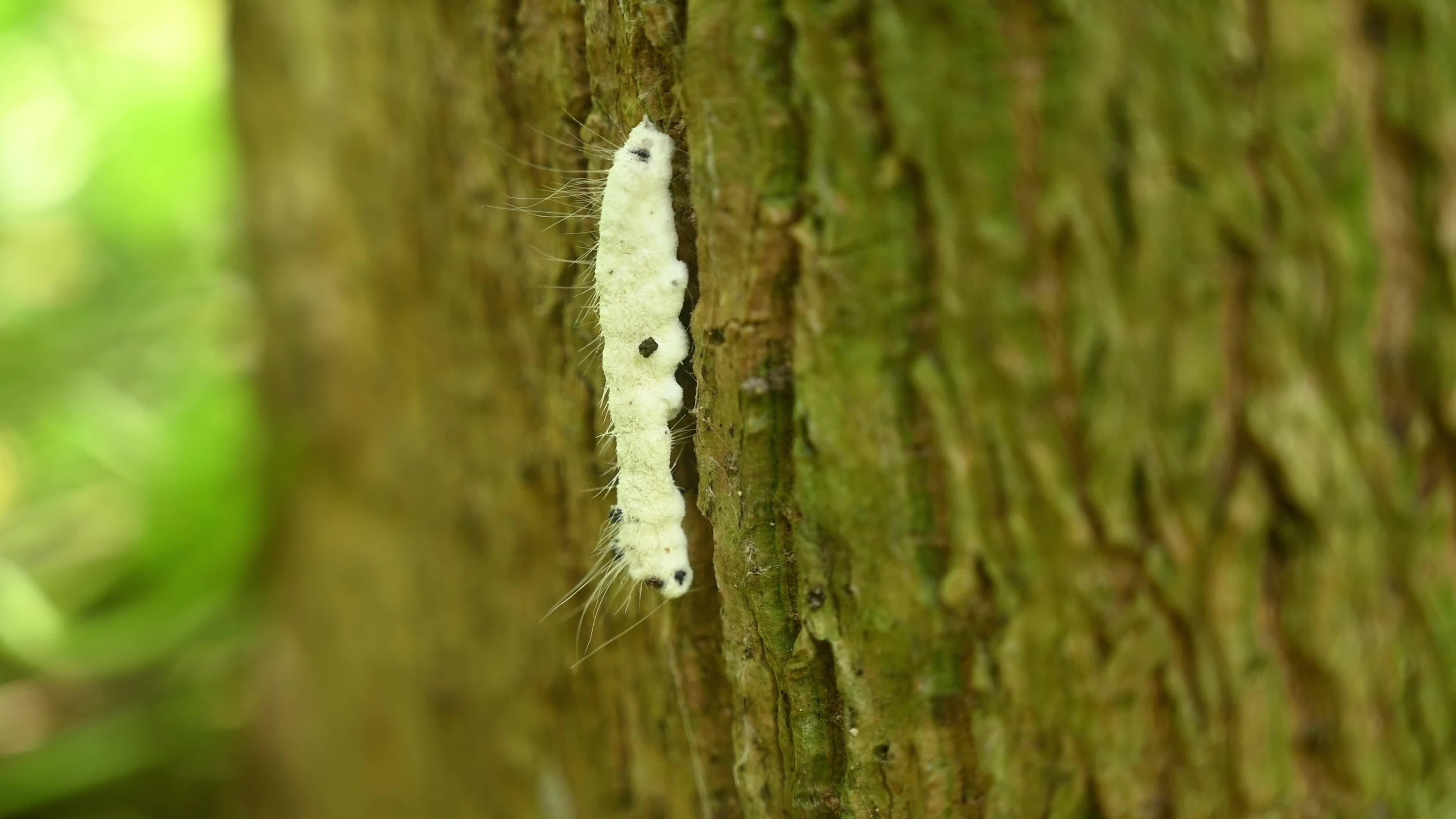 Isaria fungi attack on Moringa hairy caterpillar - Insect pests