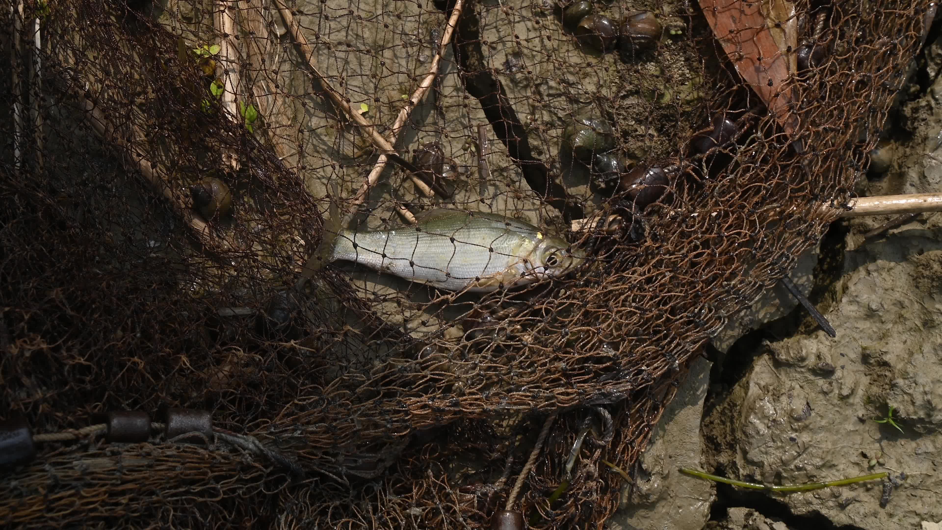 Fish in the Jalangi River has decreased due to pollution 