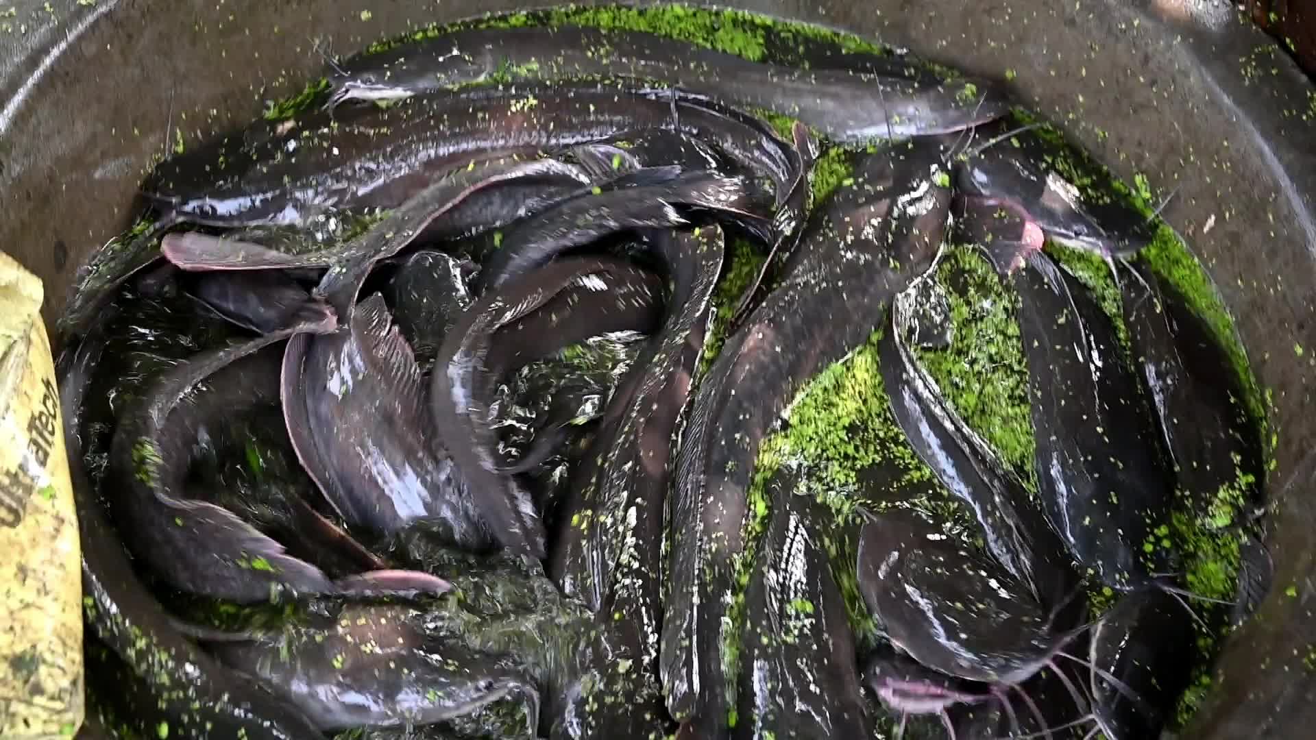 Catfish farming in India 