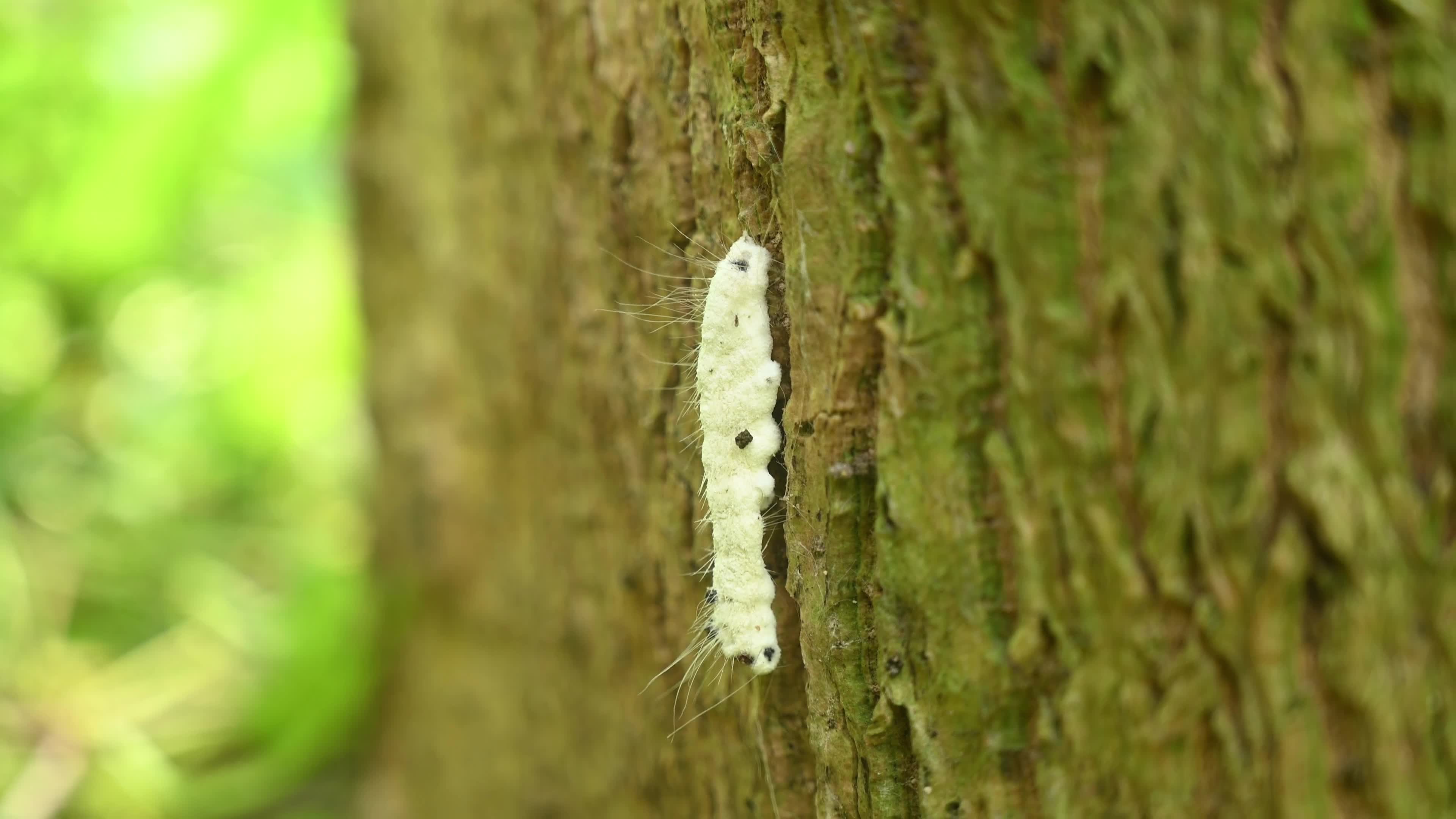 Isaria fungi attack on Moringa hairy caterpillar - Insect pests