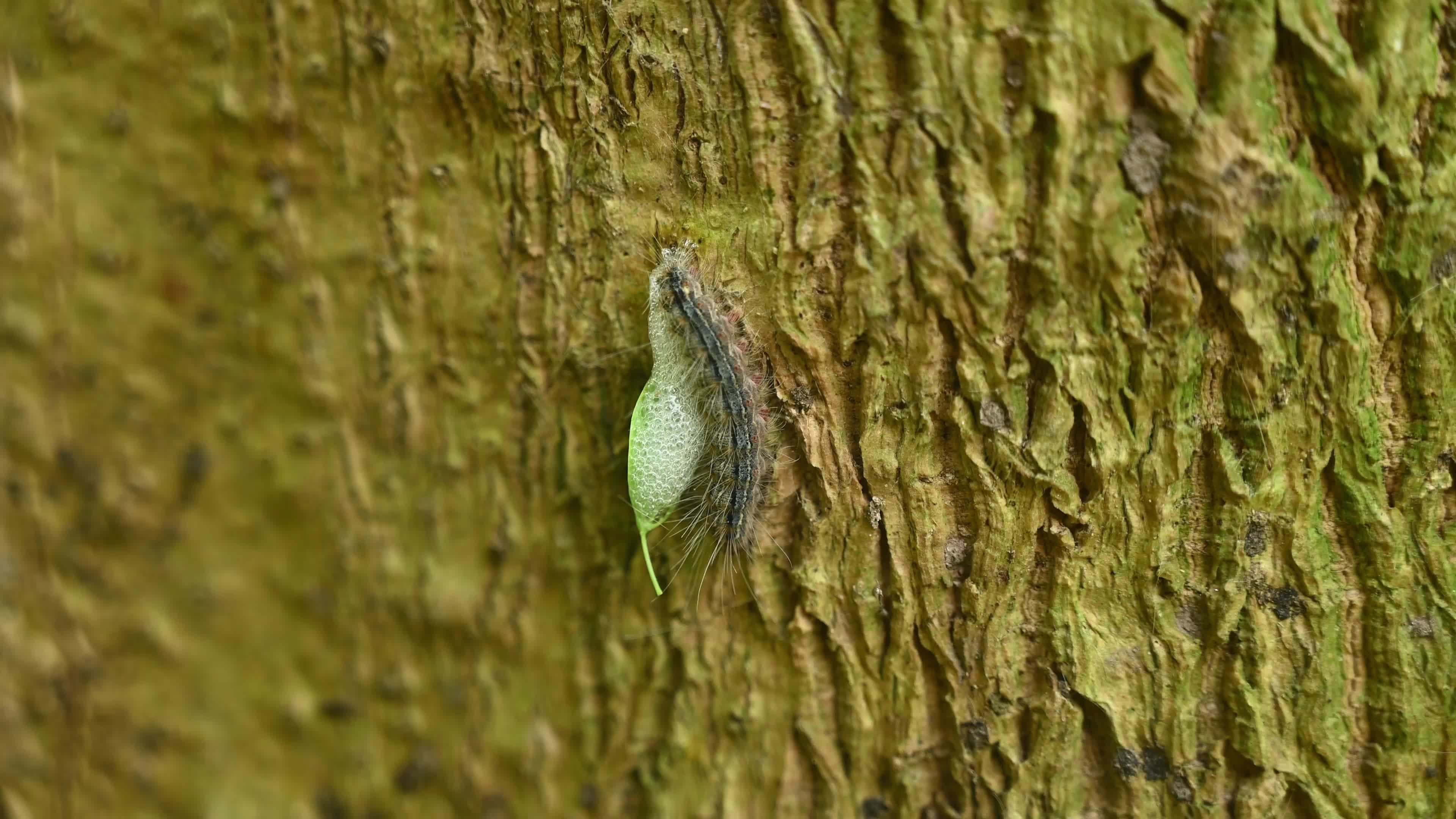 Moringa hairy caterpillar 