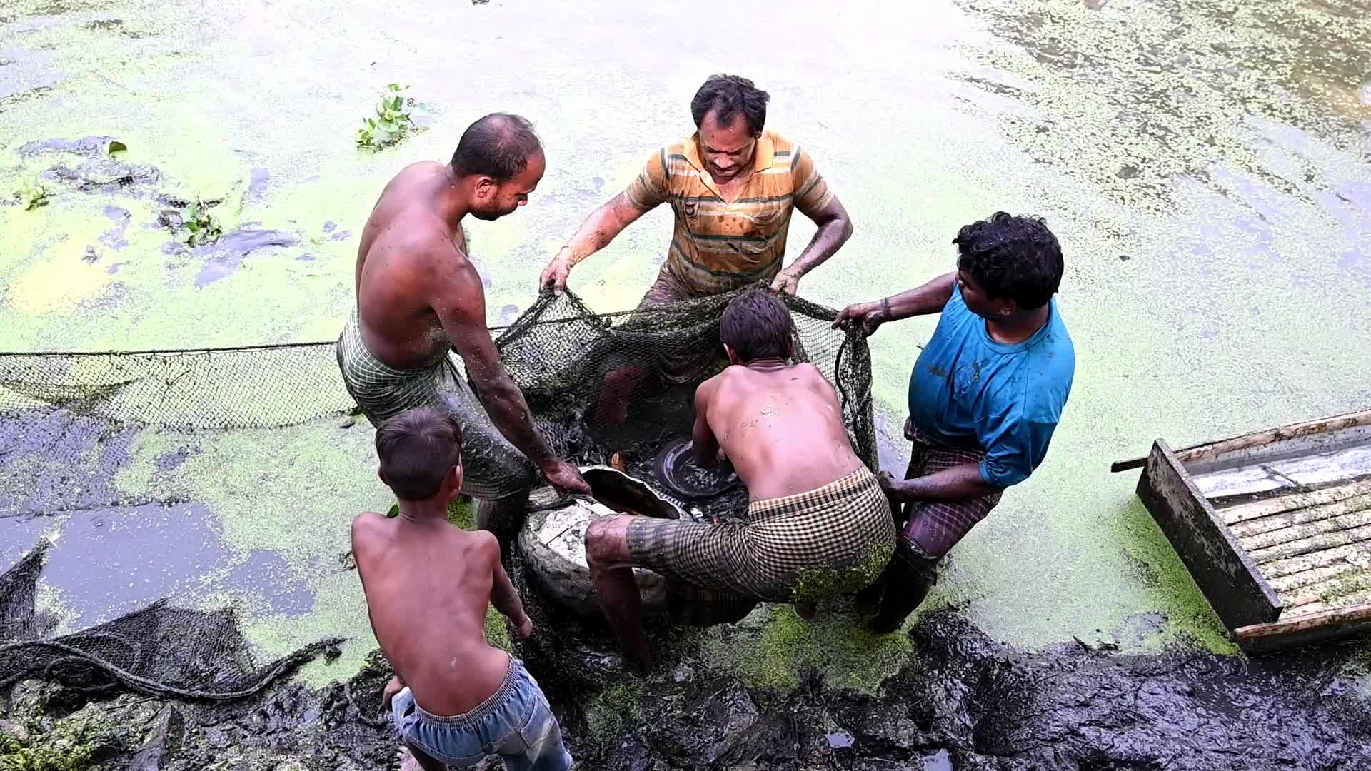 Catfish farming in India 
