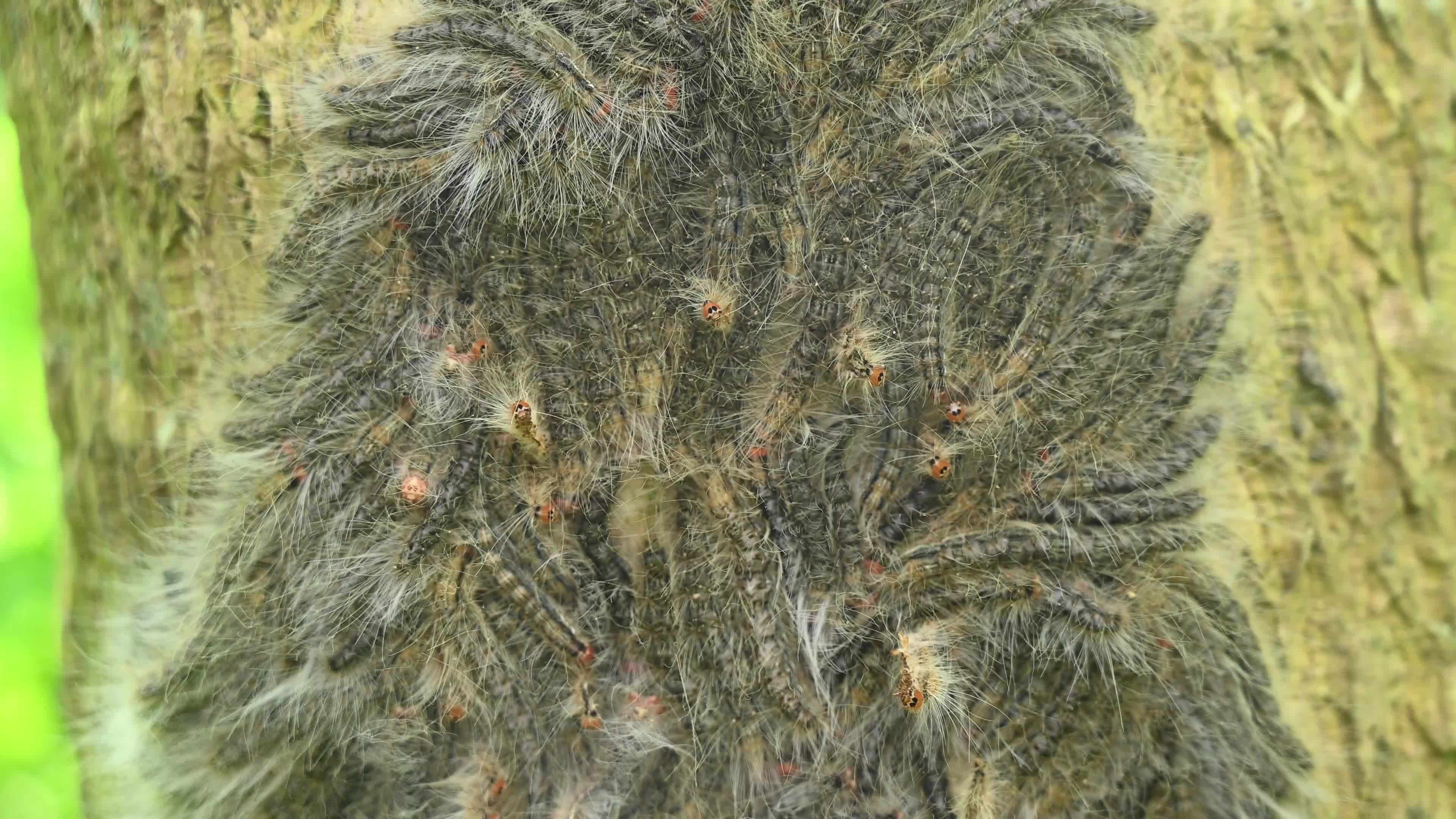 Moringa hairy caterpillar 