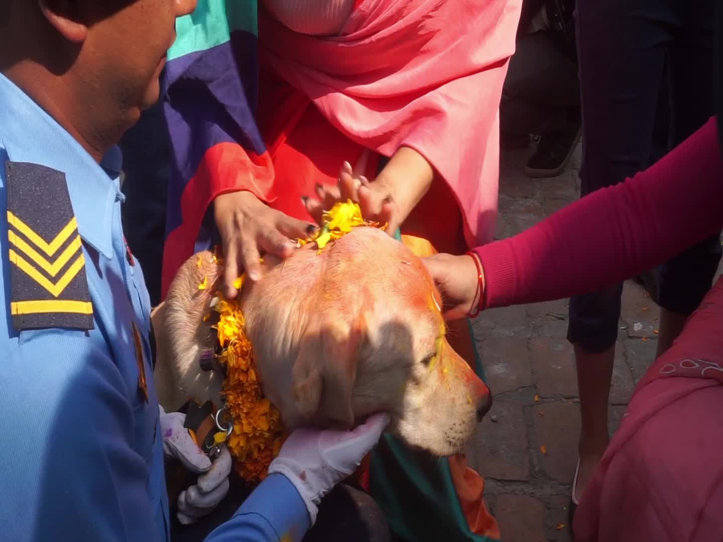 Celebrating Dog worship day or Kukur Tihar In Nepal