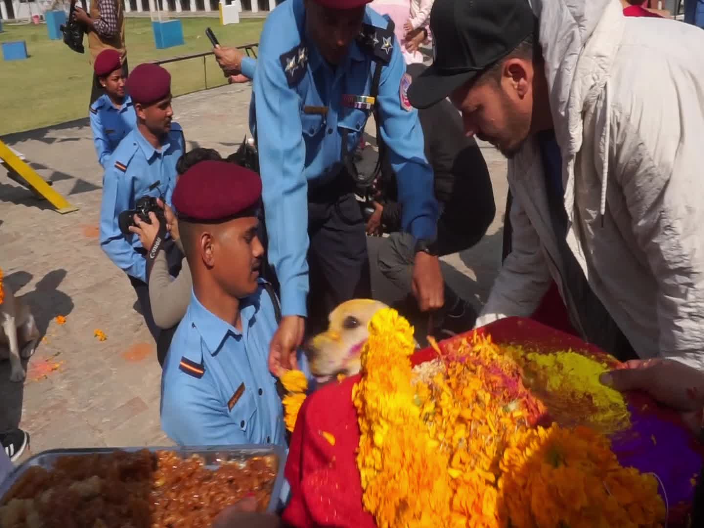 Celebrating Dog worship day or Kukur Tihar In Nepal