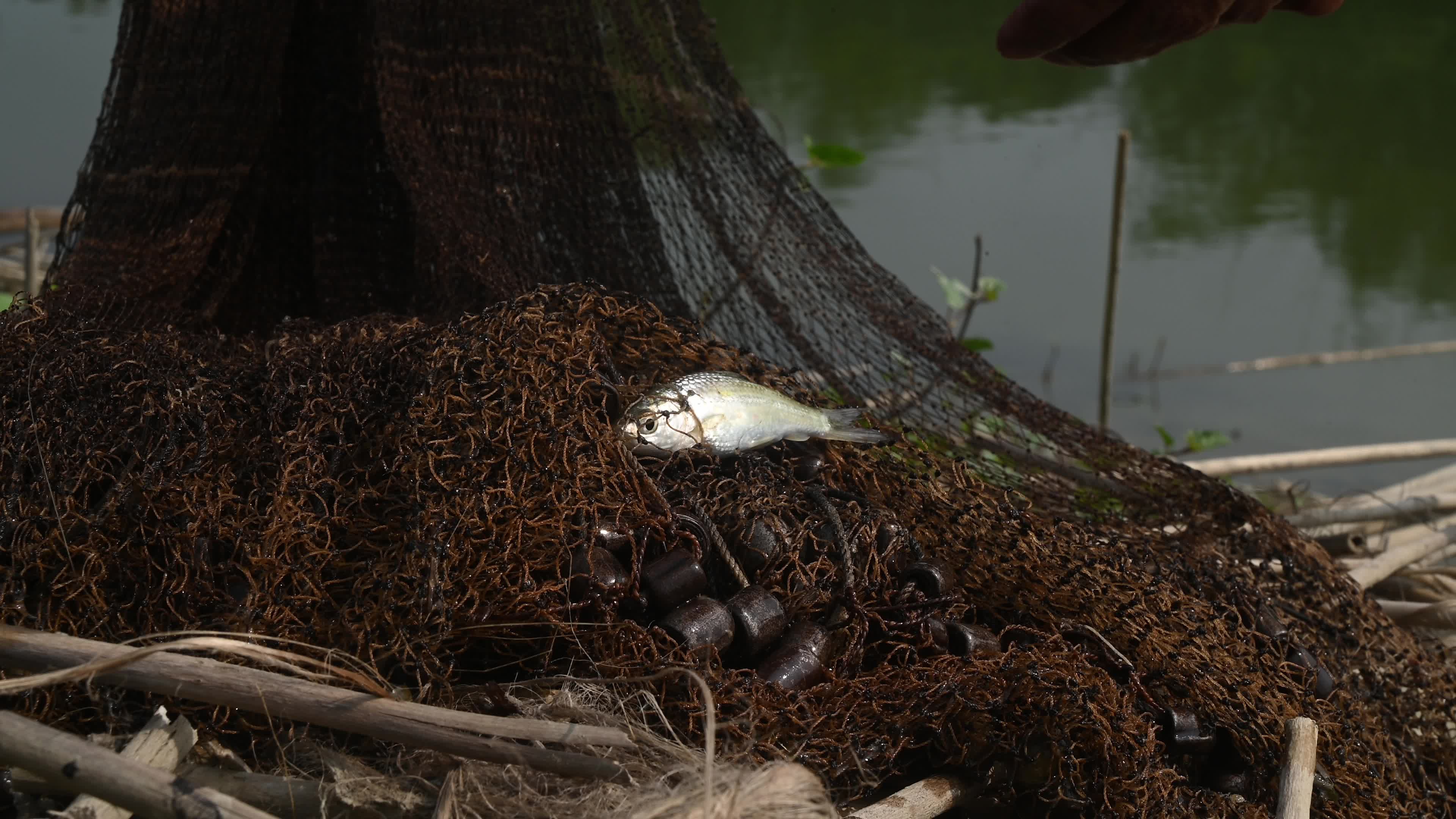 Fish in the Jalangi River has decreased due to pollution 