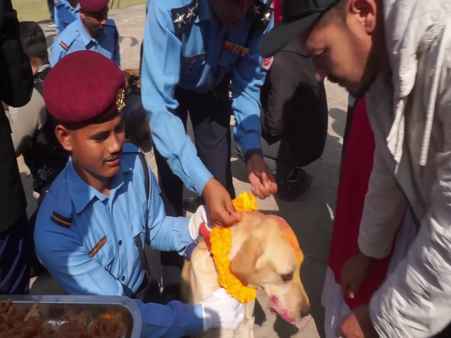 Celebrating Dog worship day or Kukur Tihar In Nepal