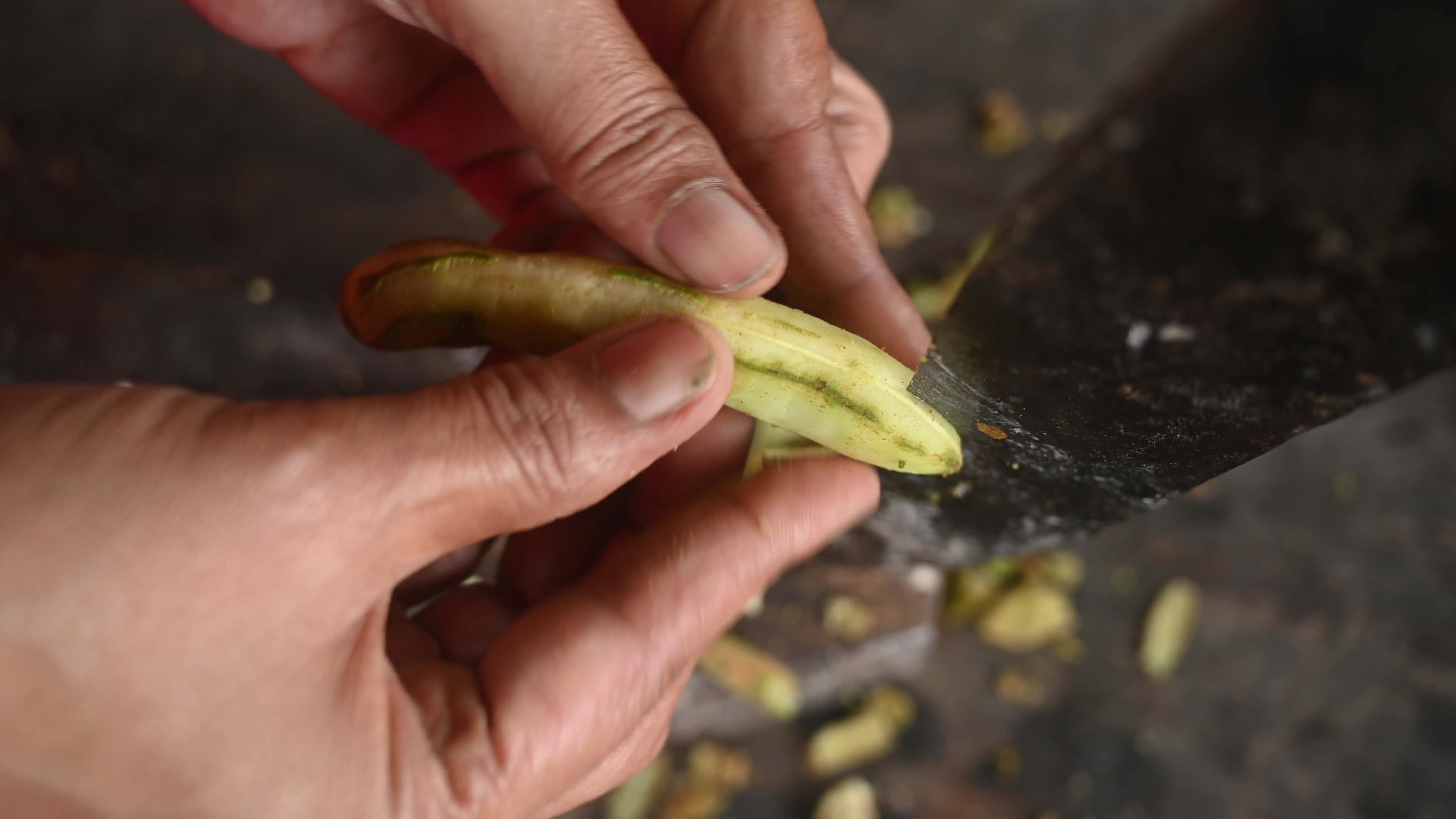 Tamarind Fruit -Tamarindus indica