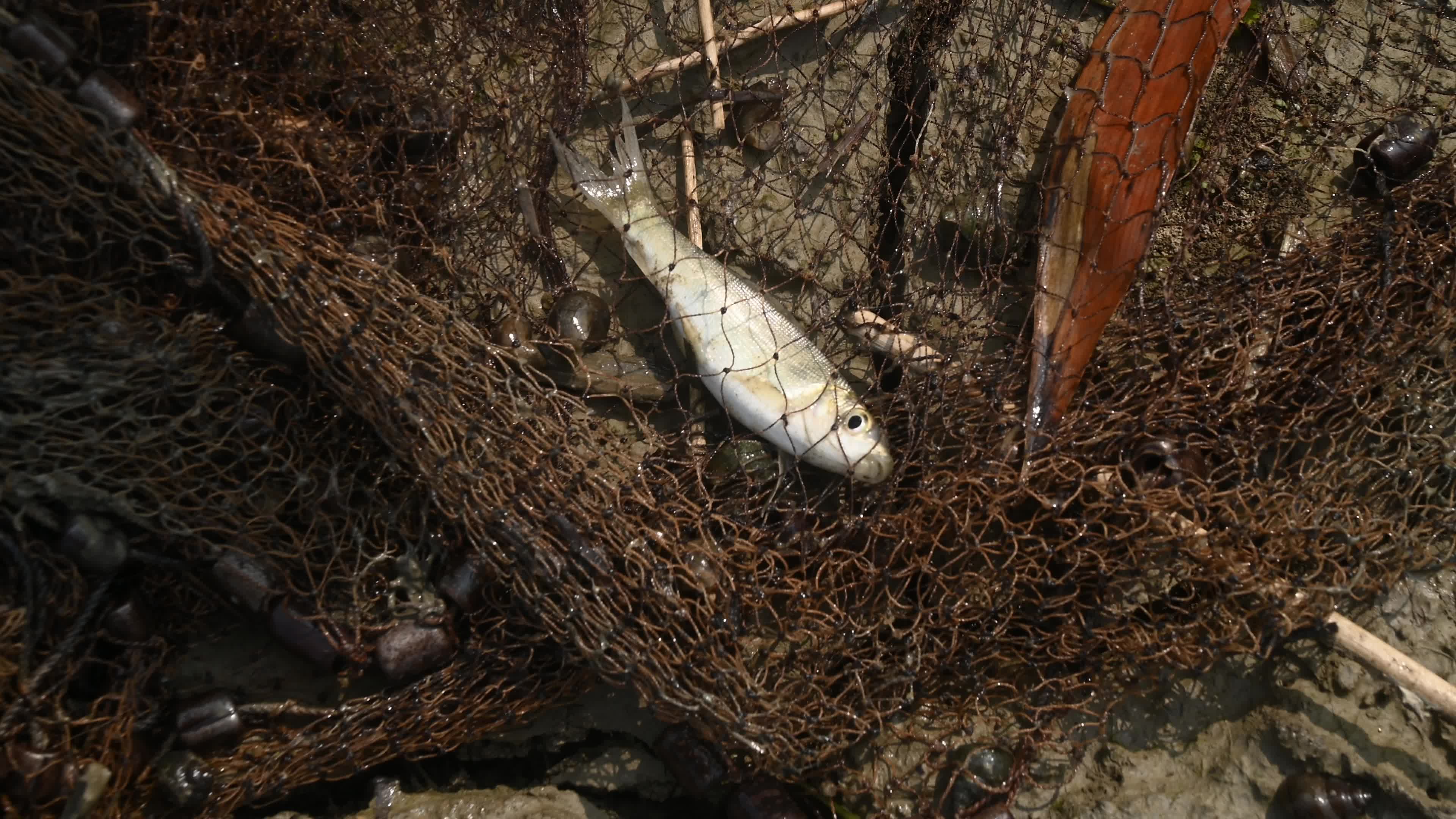 Fish in the Jalangi River has decreased due to pollution 