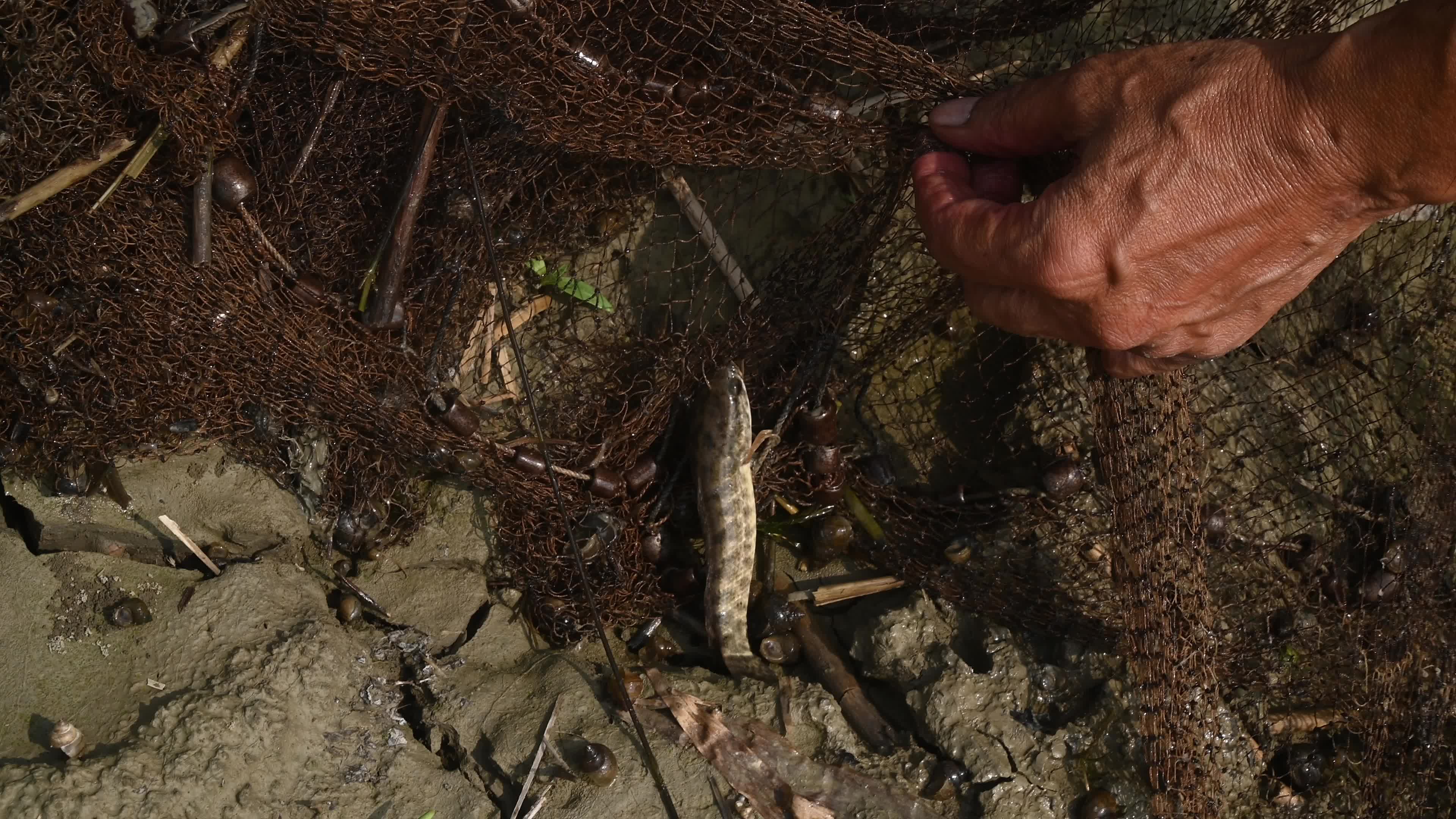 Fish in the Jalangi River has decreased due to pollution 