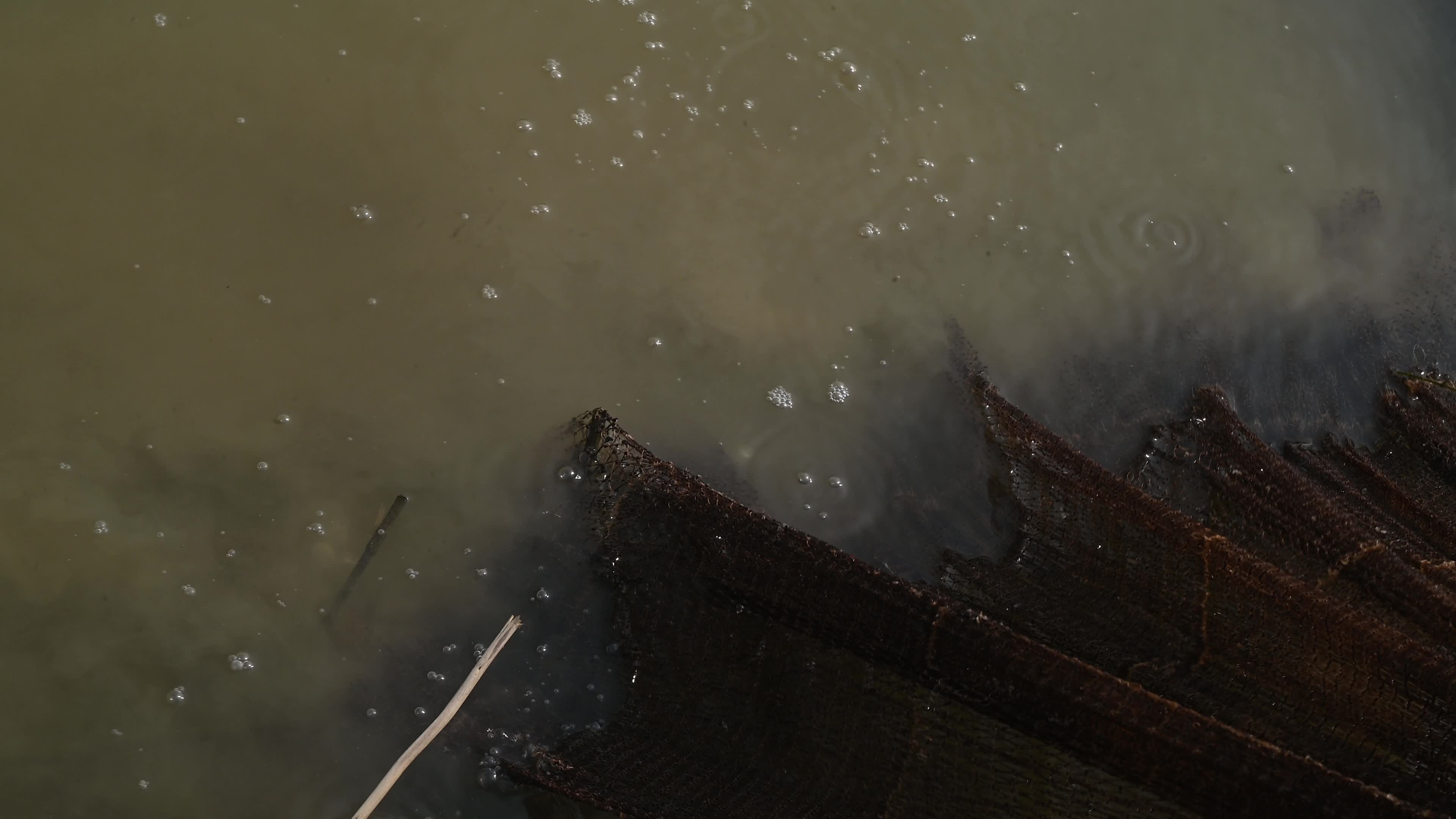 Fish in the Jalangi River has decreased due to pollution 