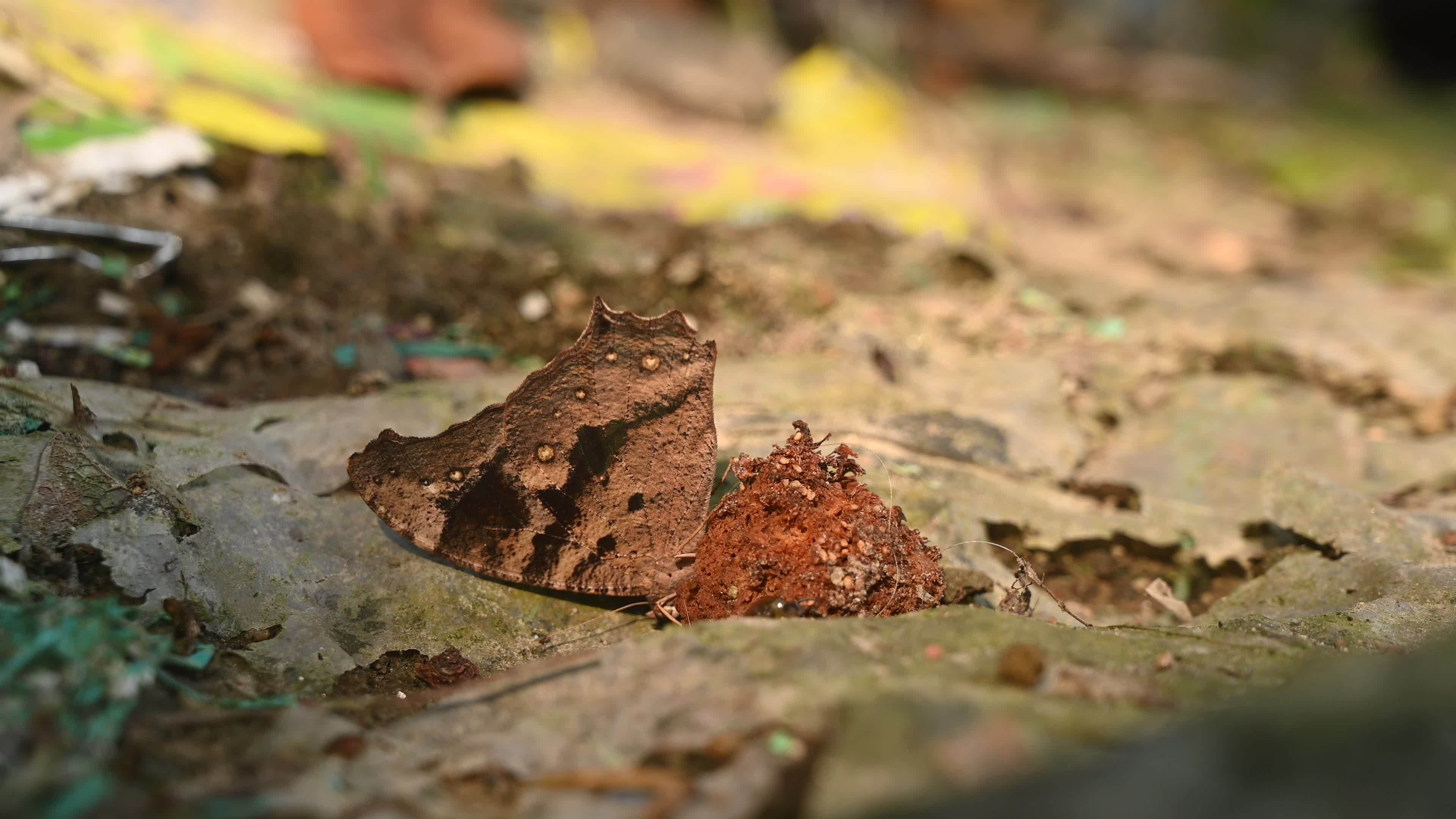 Evening brown butterfly (Melanitis lead) camouflage to resemble a dead leaf
