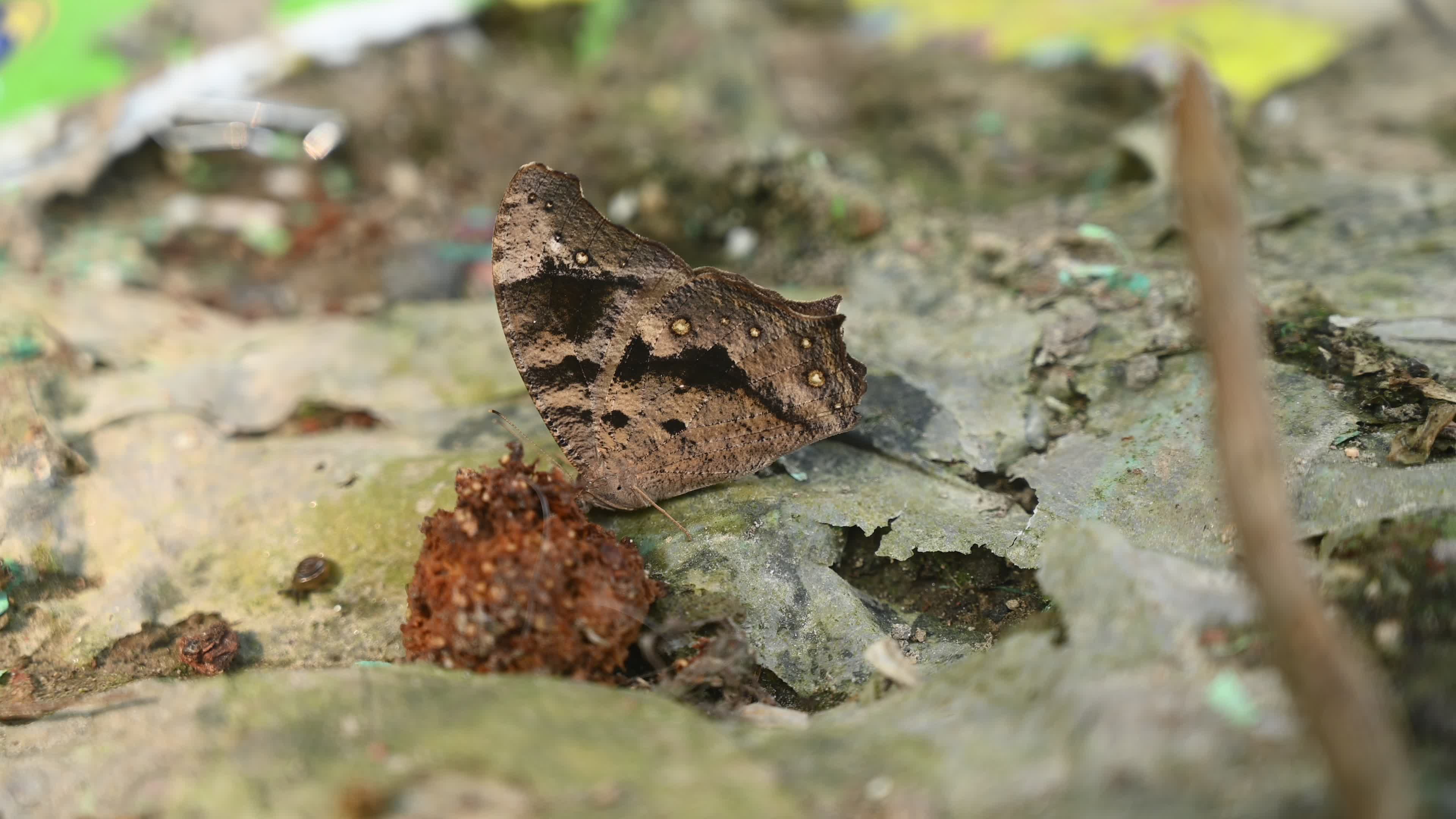 Evening brown butterfly (Melanitis lead) camouflage to resemble a dead leaf
