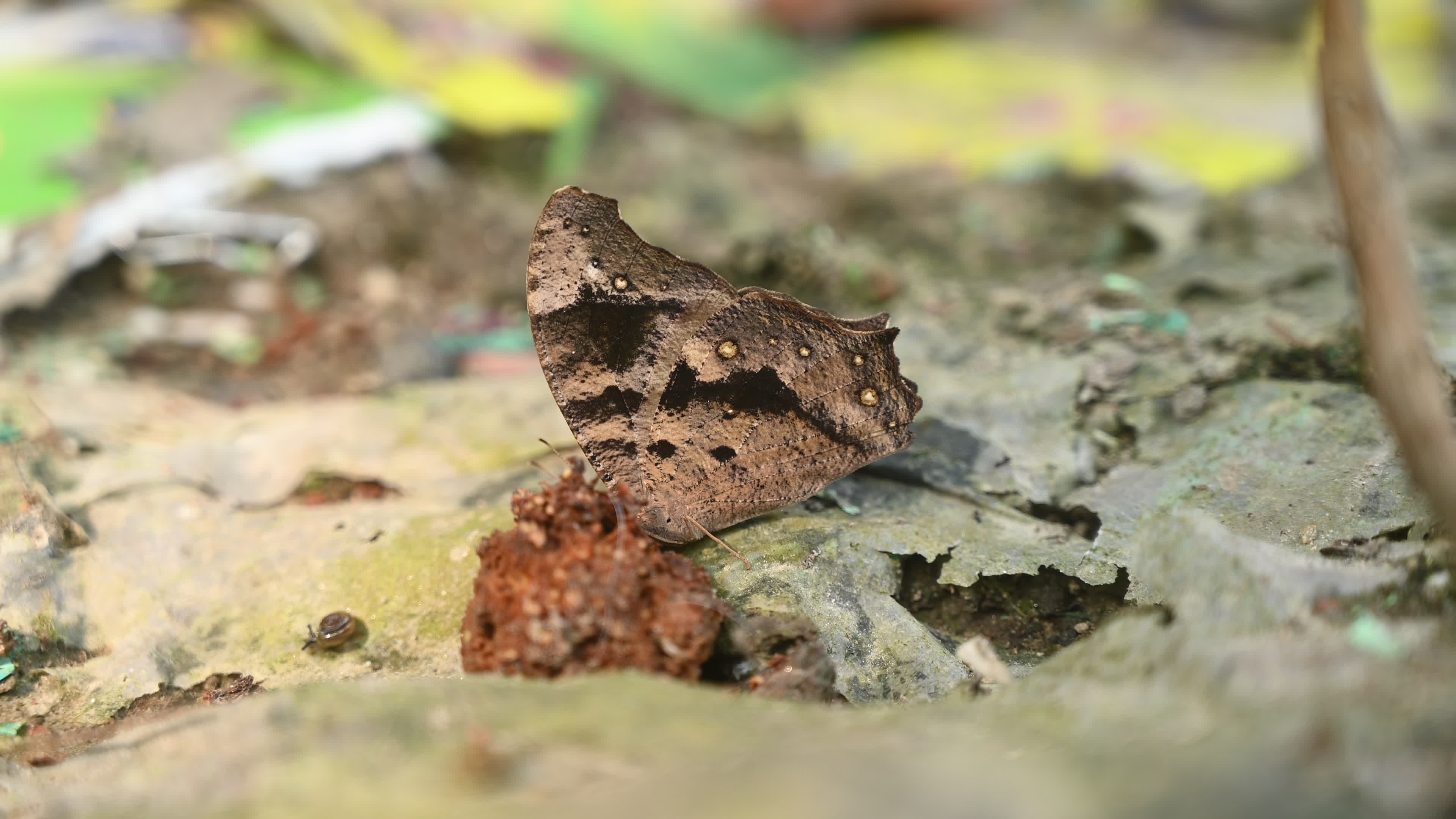 Evening brown butterfly (Melanitis lead) camouflage to resemble a dead leaf
