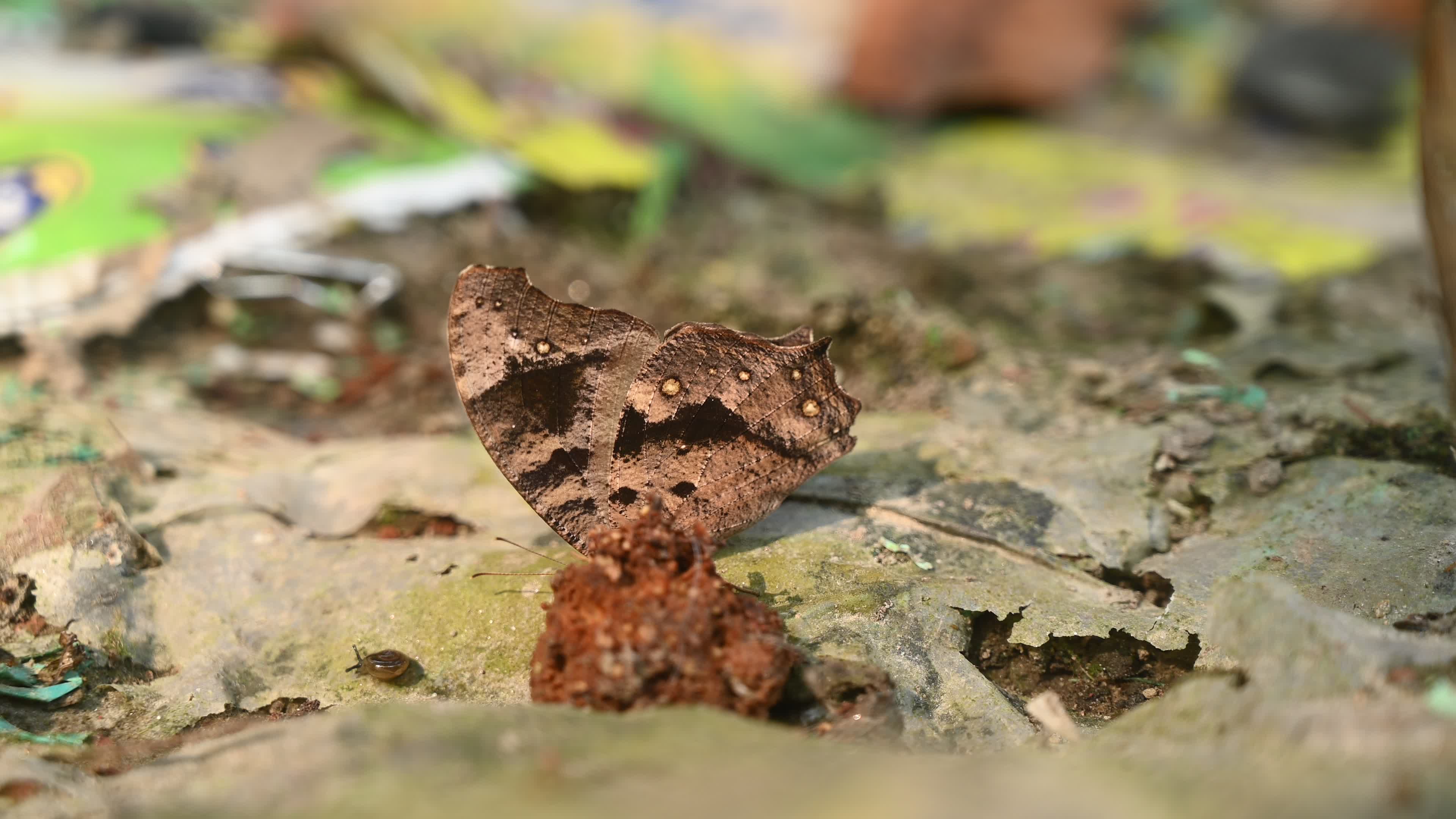 Evening brown butterfly (Melanitis lead) camouflage to resemble a dead leaf
