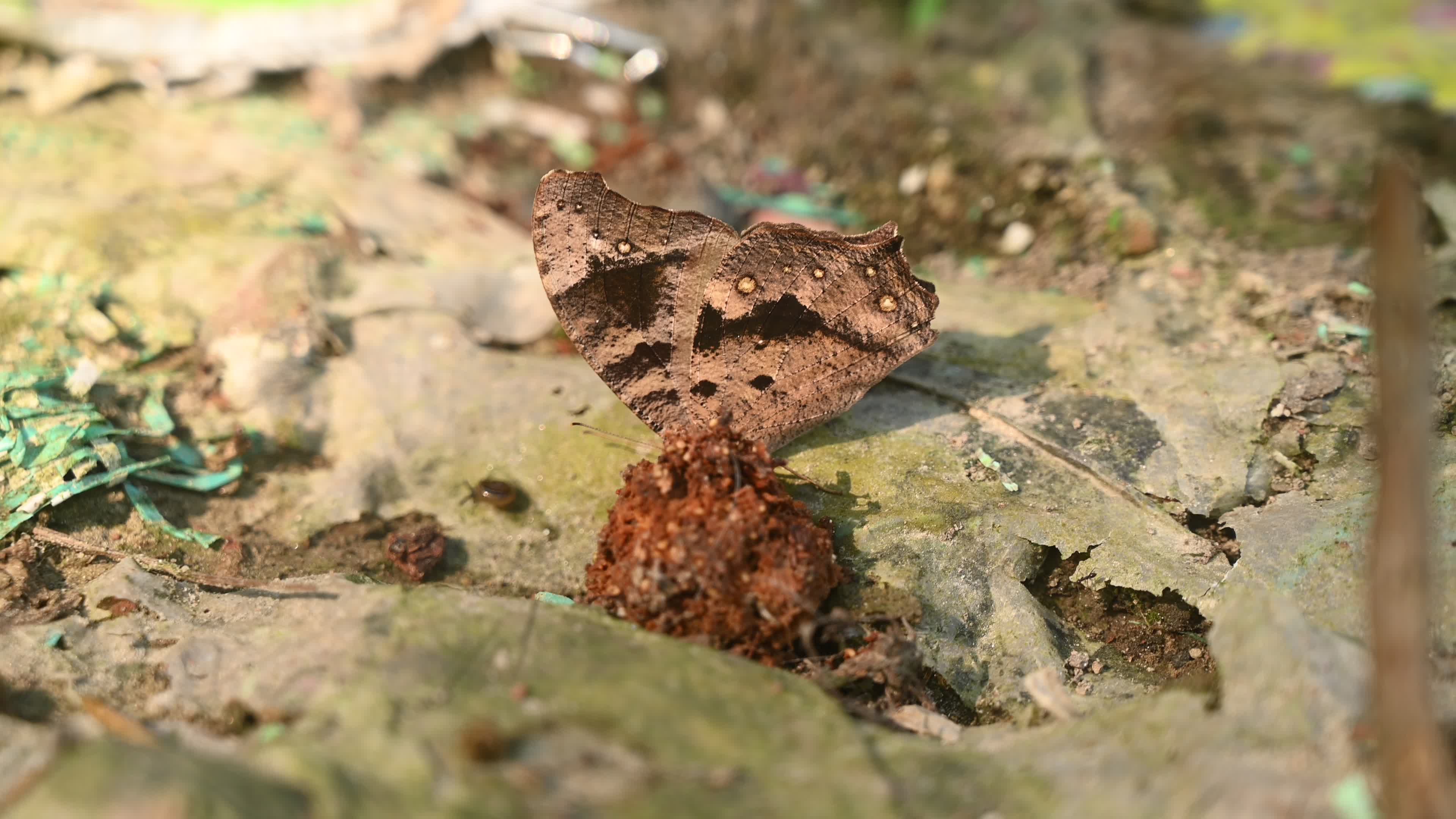 Evening brown butterfly (Melanitis lead) camouflage to resemble a dead leaf

