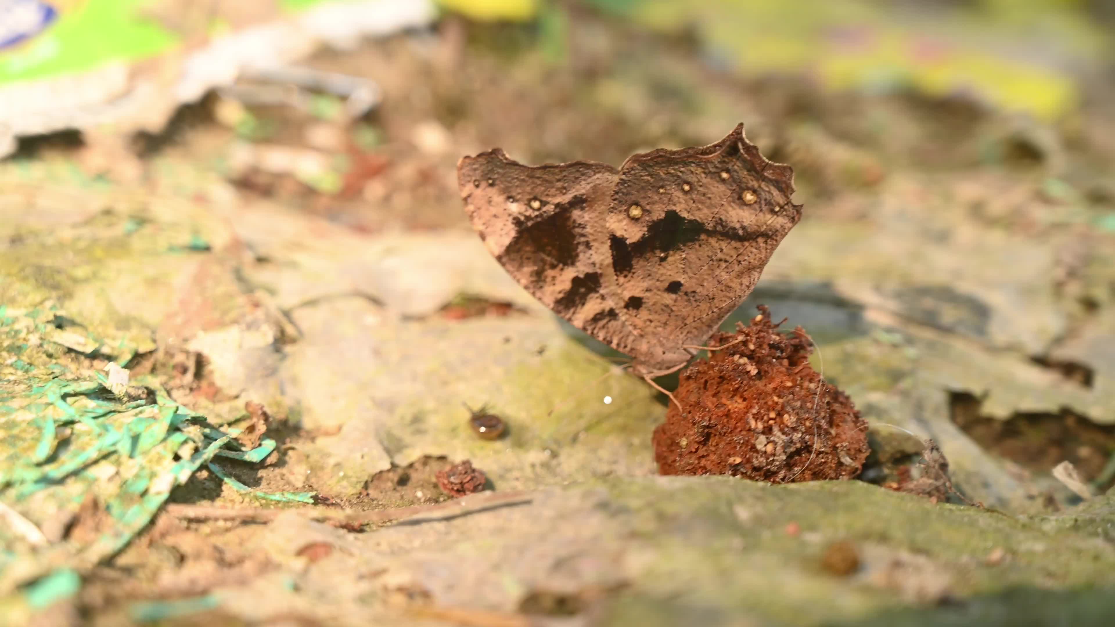 Evening brown butterfly (Melanitis lead) camouflage to resemble a dead leaf
