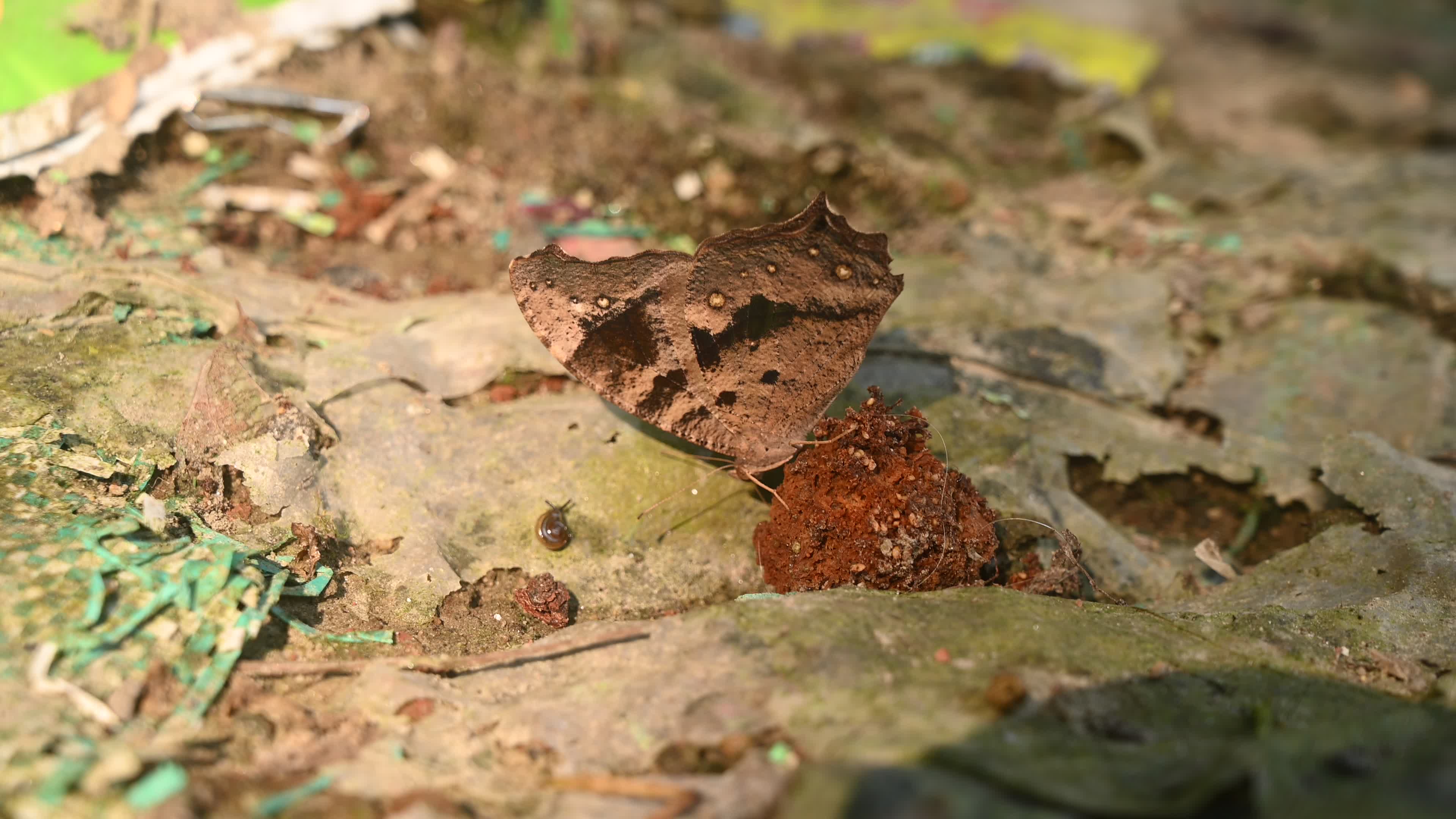 Evening brown butterfly (Melanitis lead) camouflage to resemble a dead leaf
