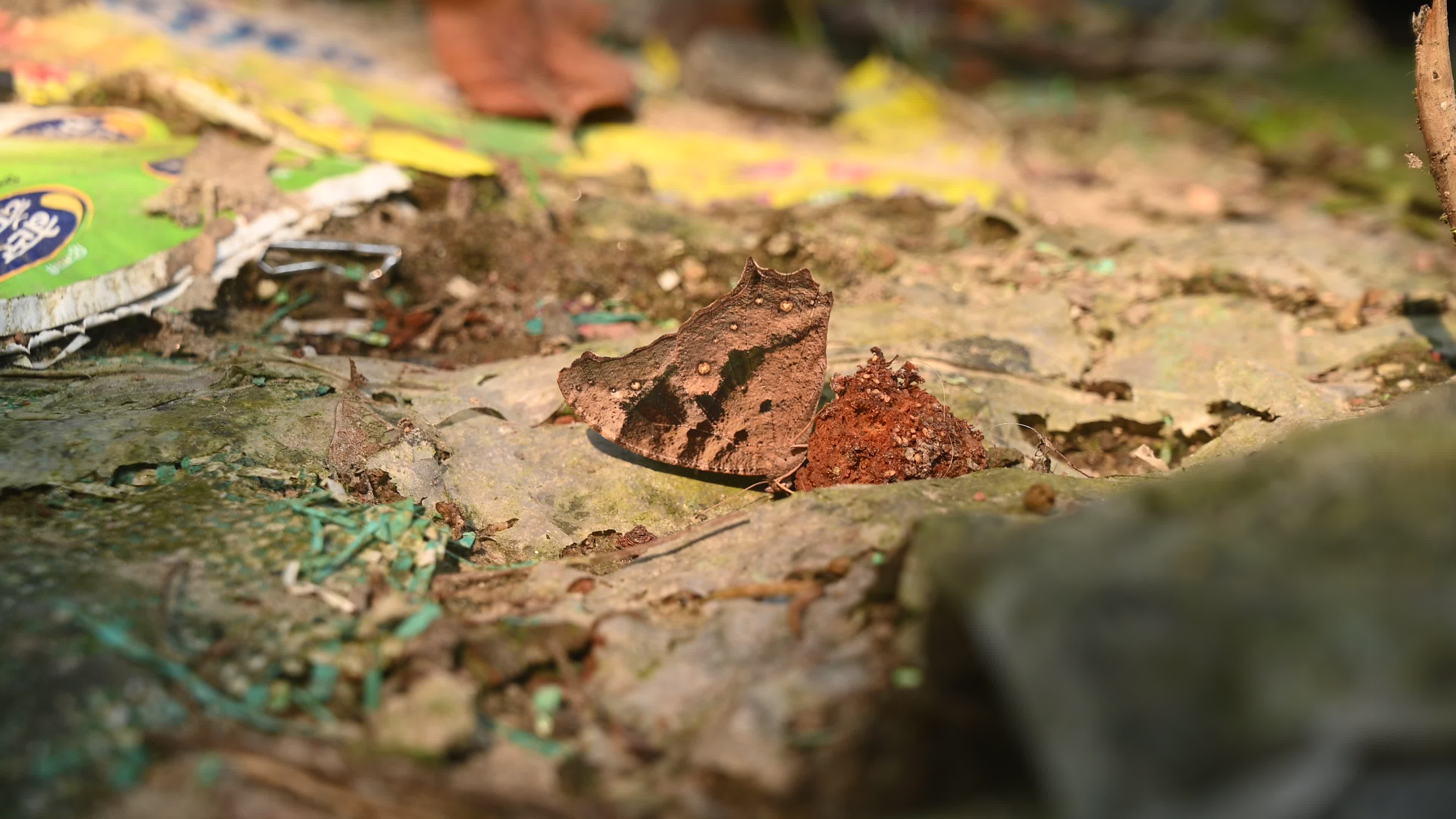 Evening brown butterfly (Melanitis lead) camouflage to resemble a dead leaf
