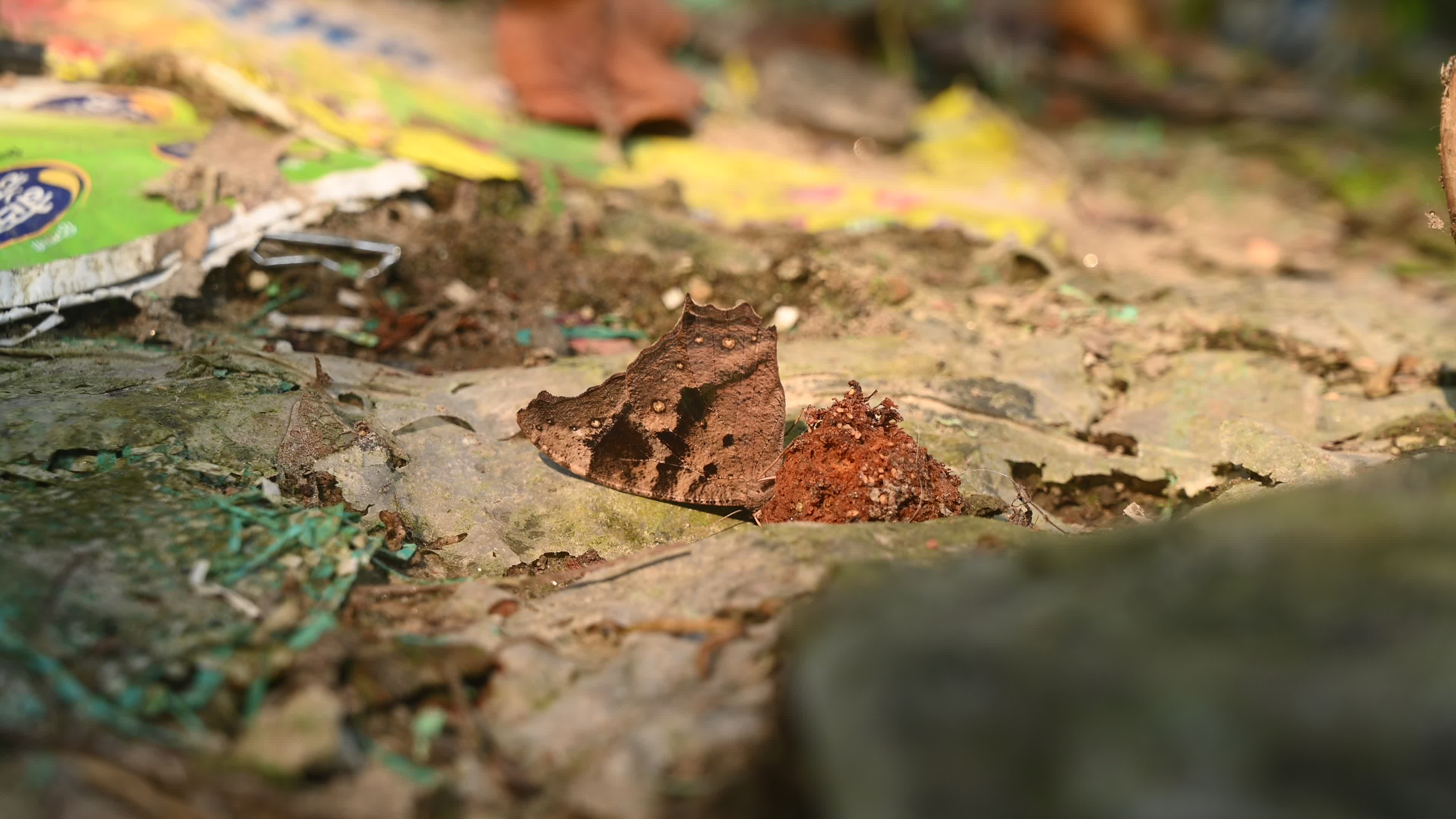 Evening brown butterfly (Melanitis lead) camouflage to resemble a dead leaf

