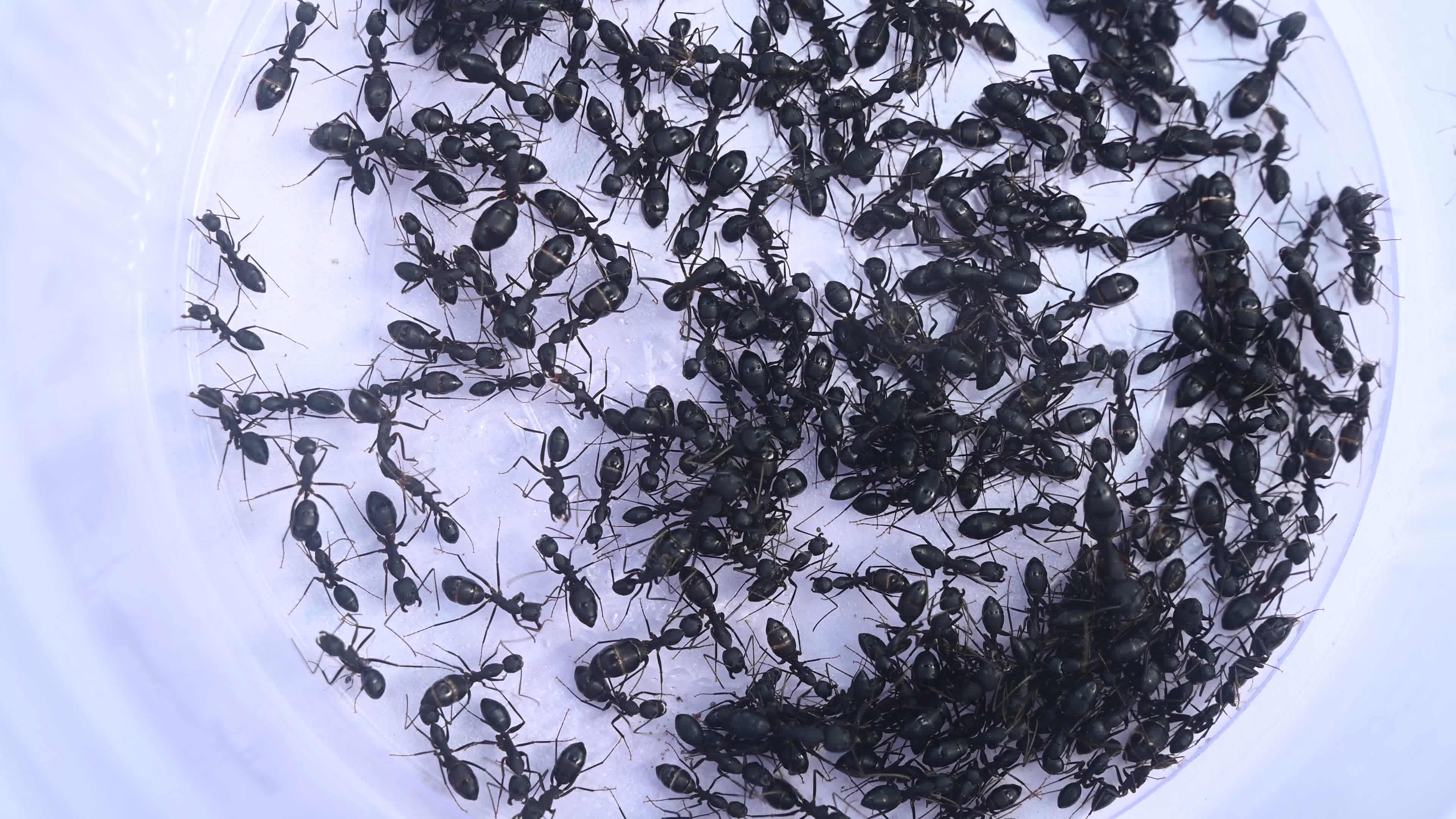  Camponotus compressus - Indian Black Ant
