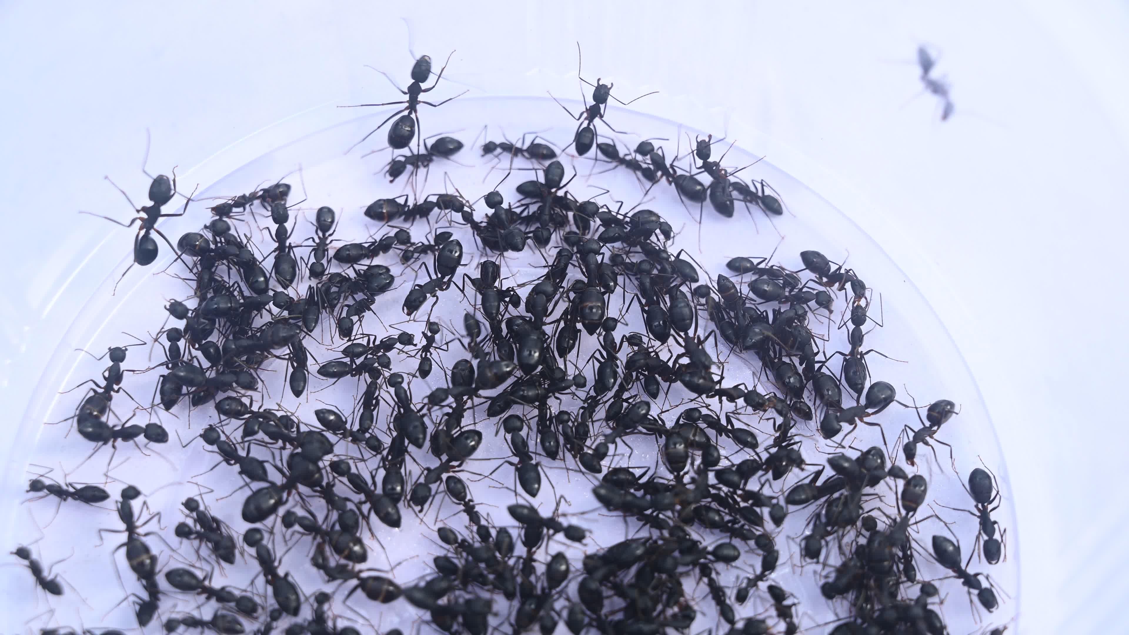  Camponotus compressus - Indian Black Ant
