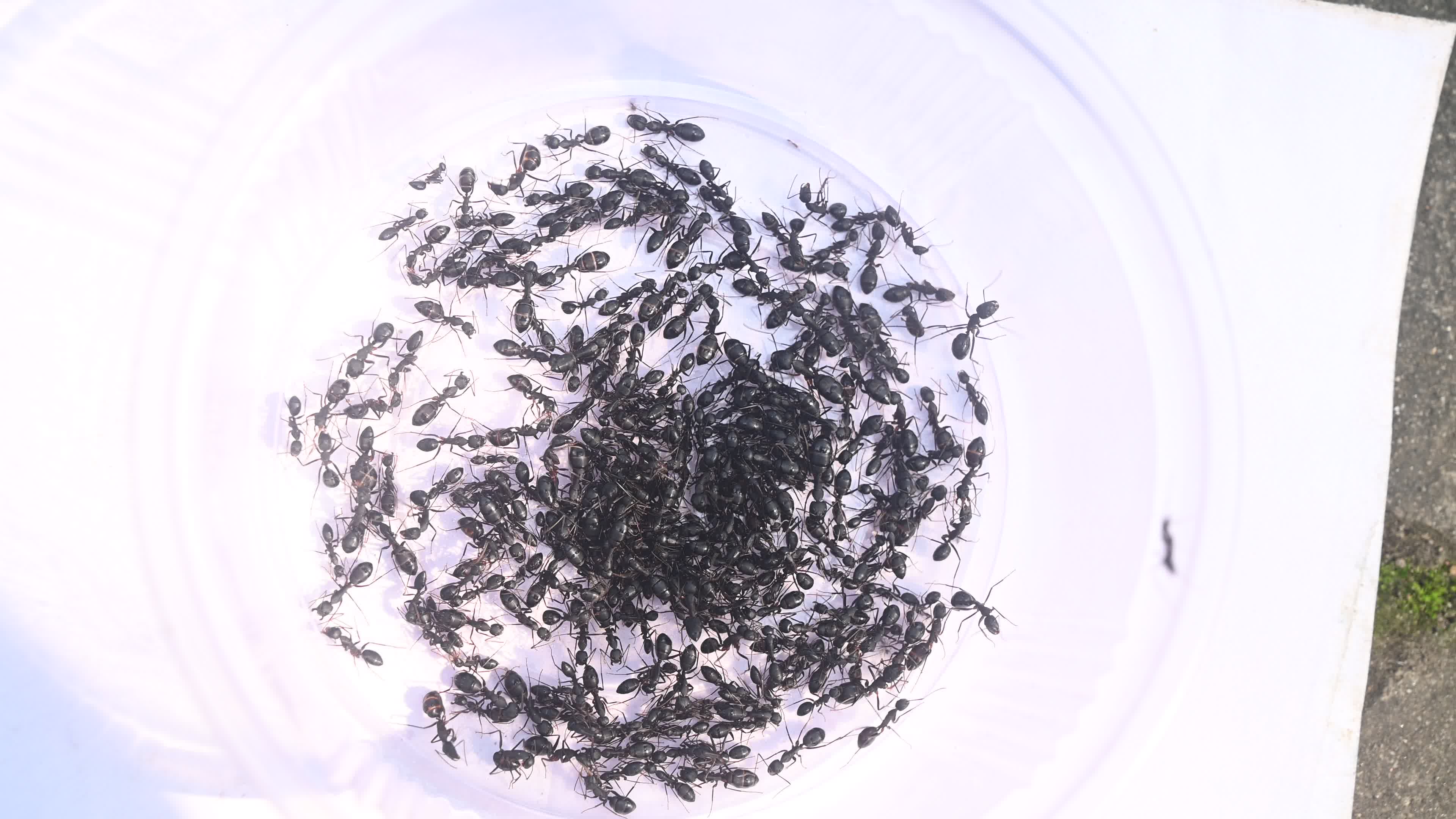  Camponotus compressus - Indian Black Ant
